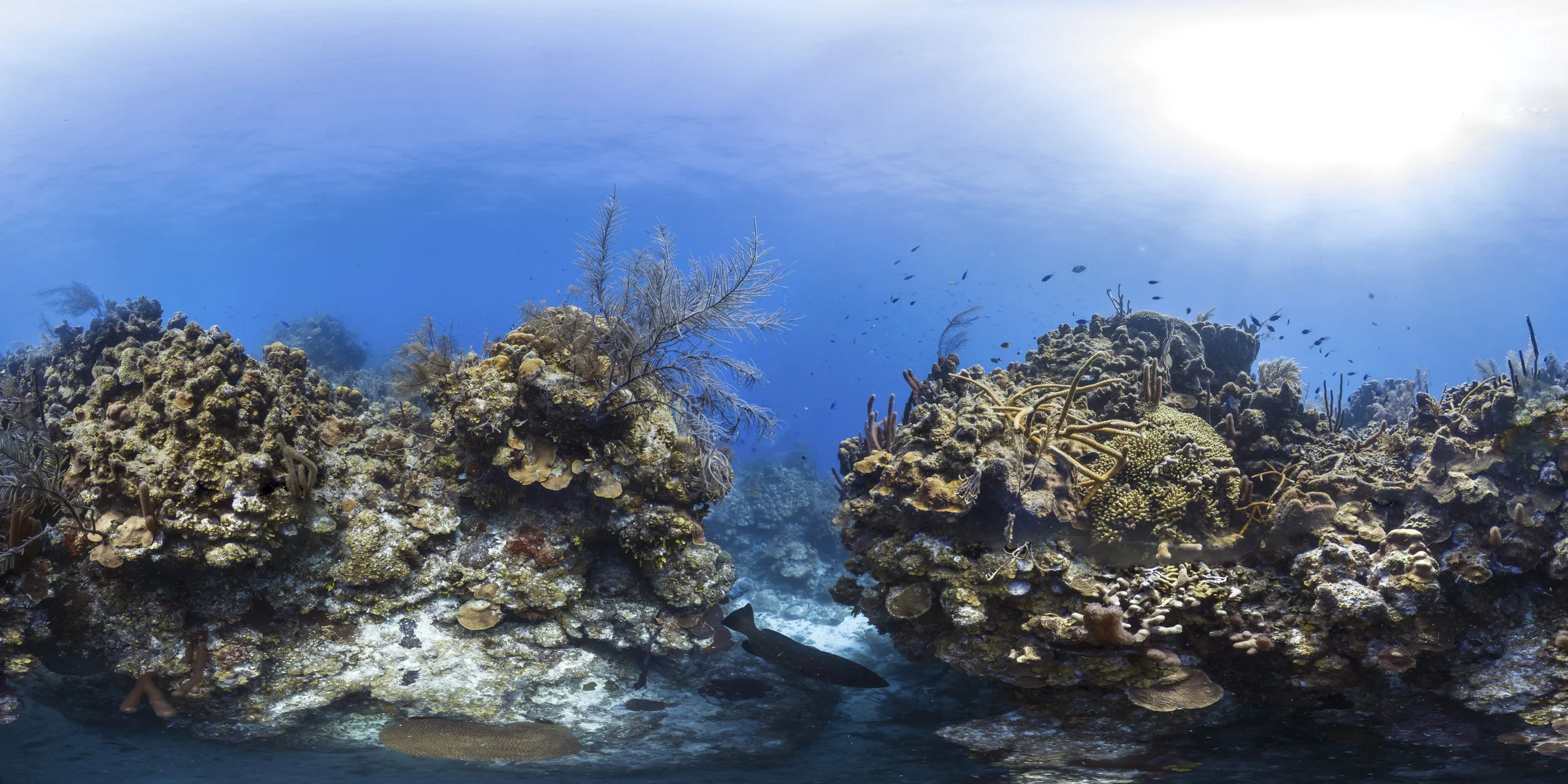 BELIZE CREDIT: THE OCEAN AGENCY / XL CATLIN SEAVIEW SURVEY