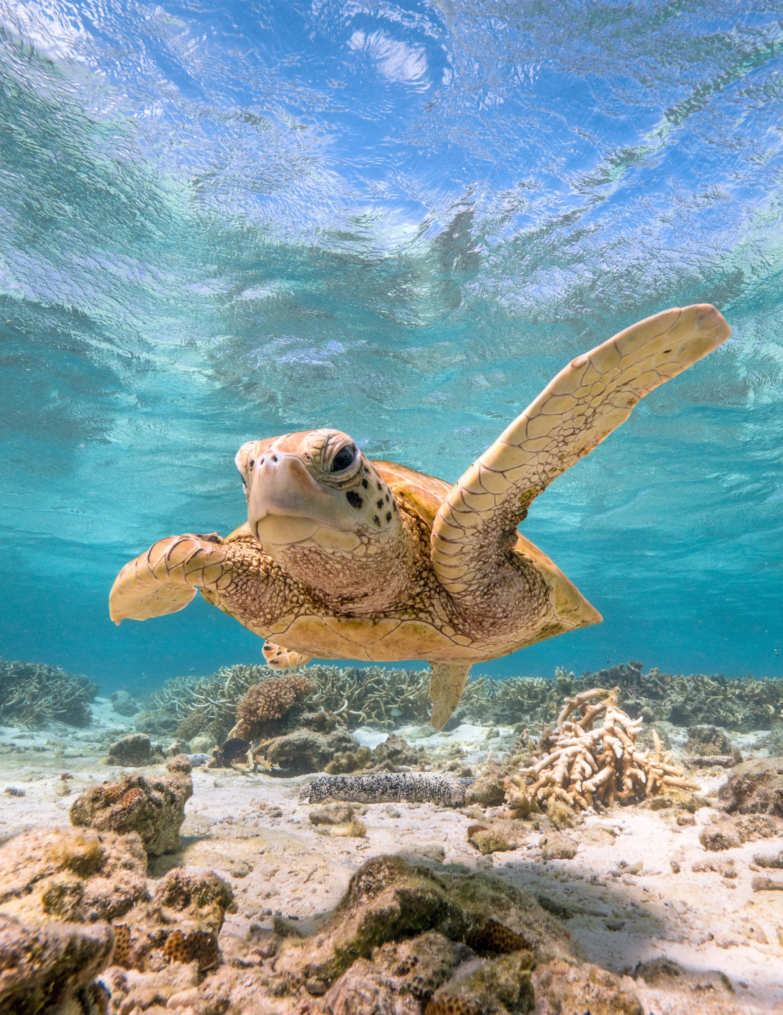 TURTLE IN Great Barrier Reef credit: mark fitz / coral reef image bank