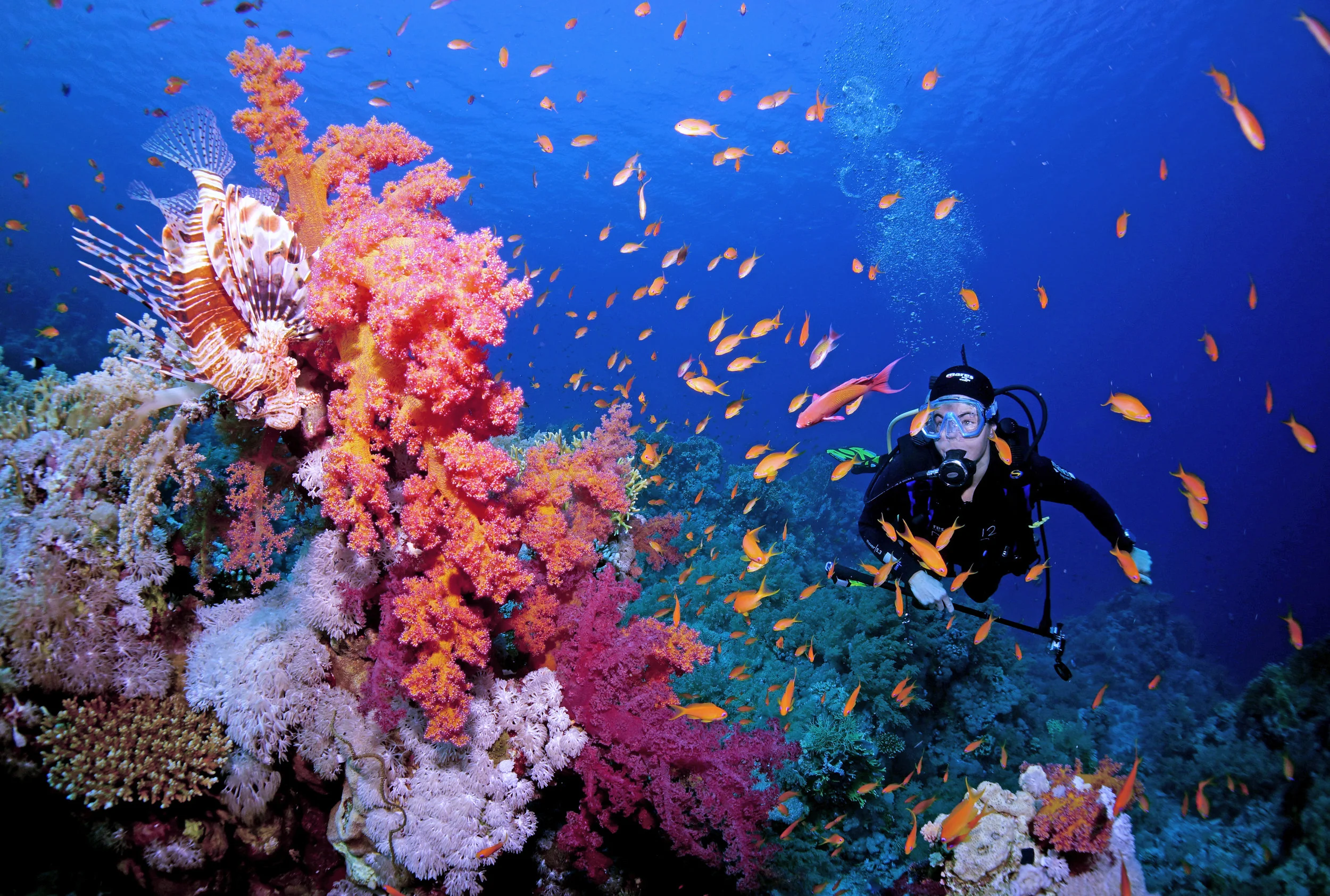 diver on reef CRedit: Cinzia Osele Bismarck / coral reef image bank