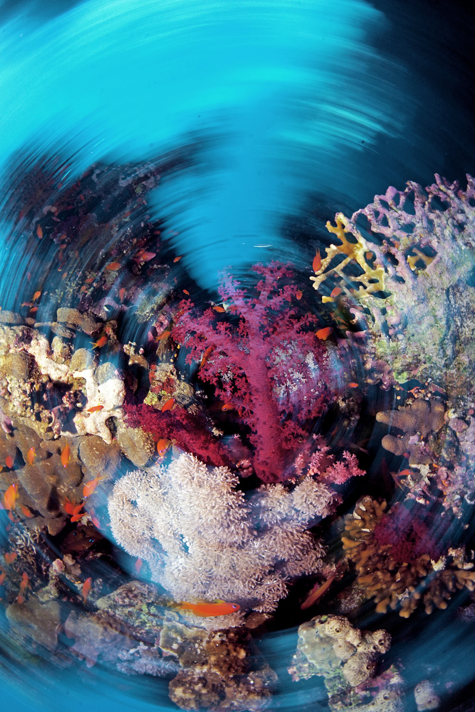 spinning corals CRedit: Cinzia Osele Bismarck / coral reef image bank