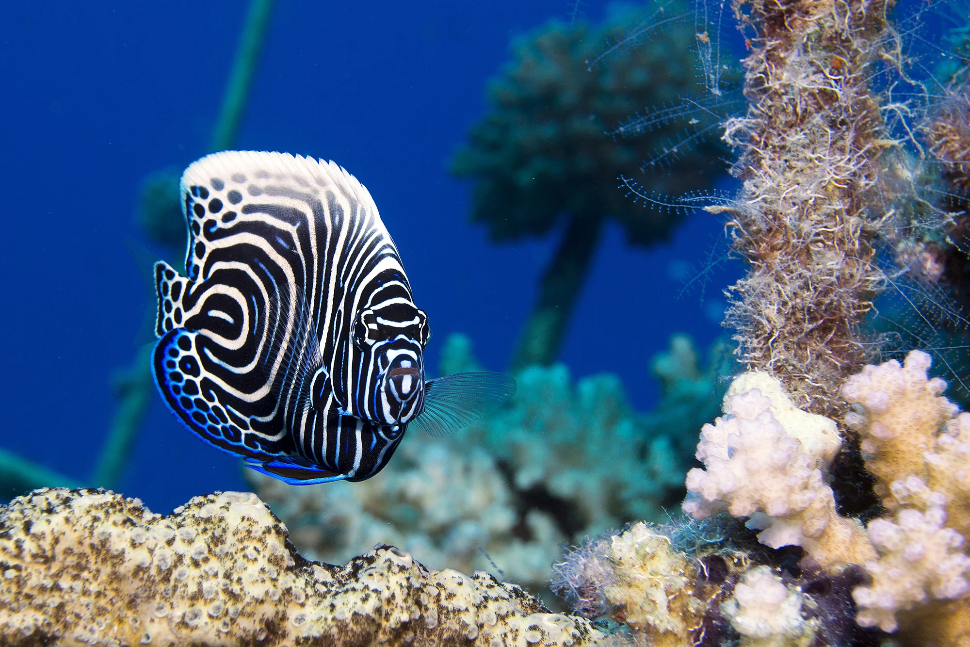 Juvenile Emperor Angelfish credit: Cinzia Osele Bismarck / coral reef image bank