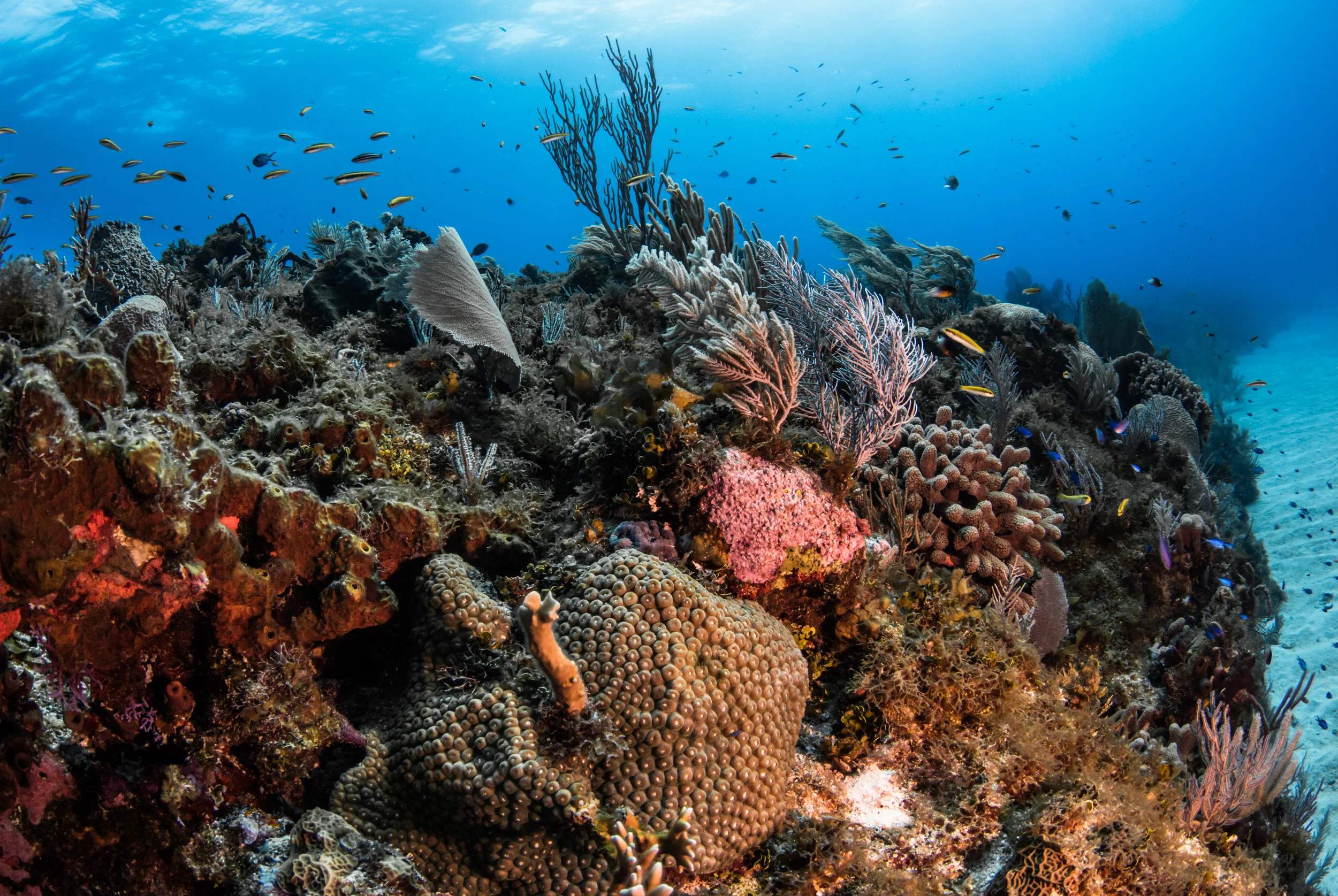 Banco Chinchorro, mexico CREDIT: PHILIP HAMILTON / CORAL REEF IMAGE BANK