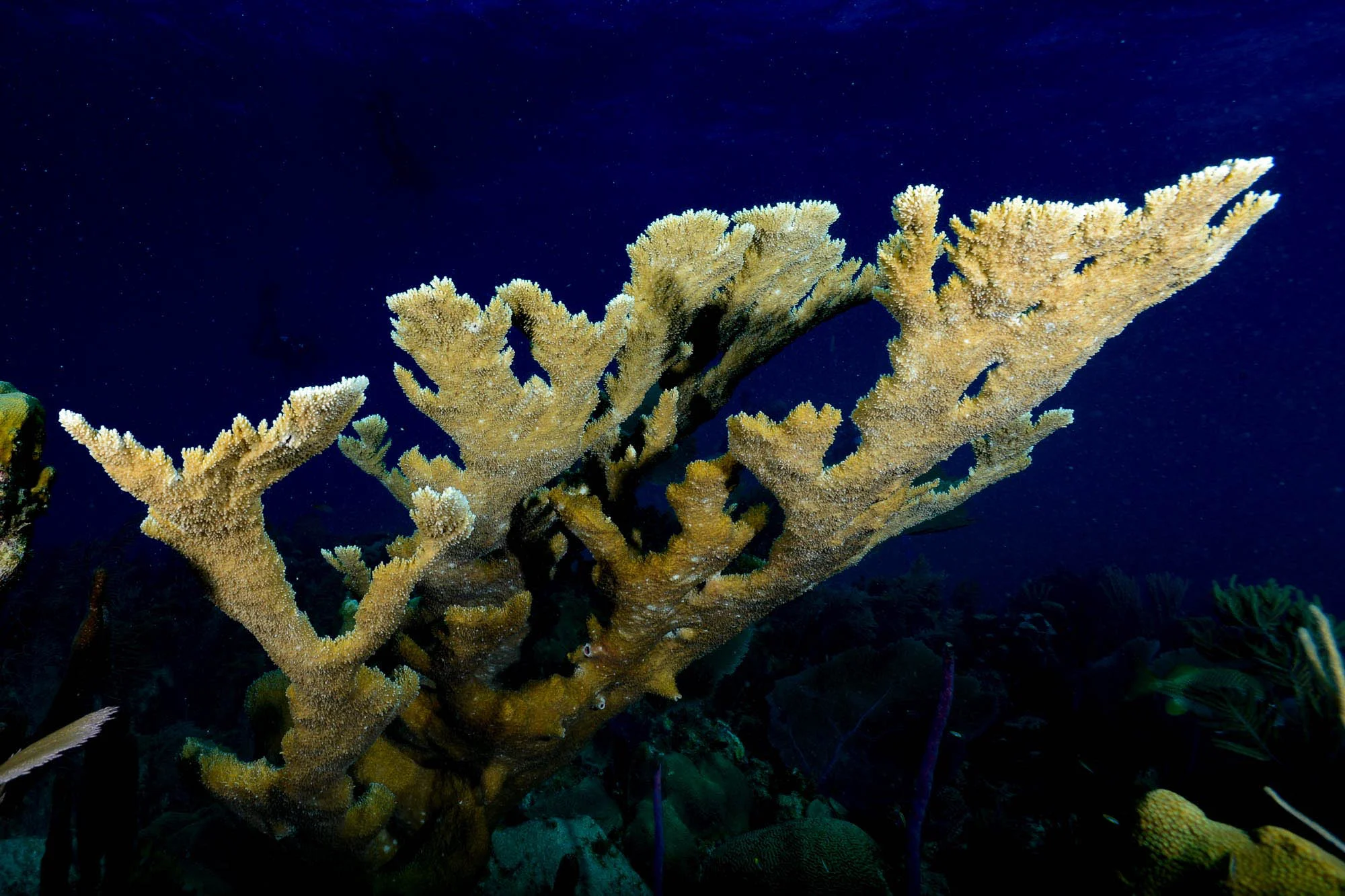 acropora, Jardines De La Reina credit: DAVID GROSS / CORAL REEF IMAGE BANK