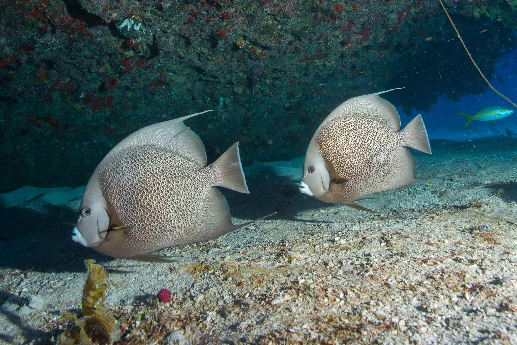 angelfish, Jardines De La Reina credit: DAVID GROSS / CORAL REEF IMAGE BANK