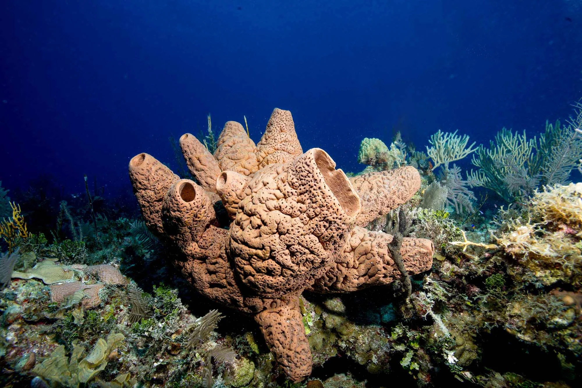 sponge, Jardines De La Reina credit: DAVID GROSS / CORAL REEF IMAGE BANK