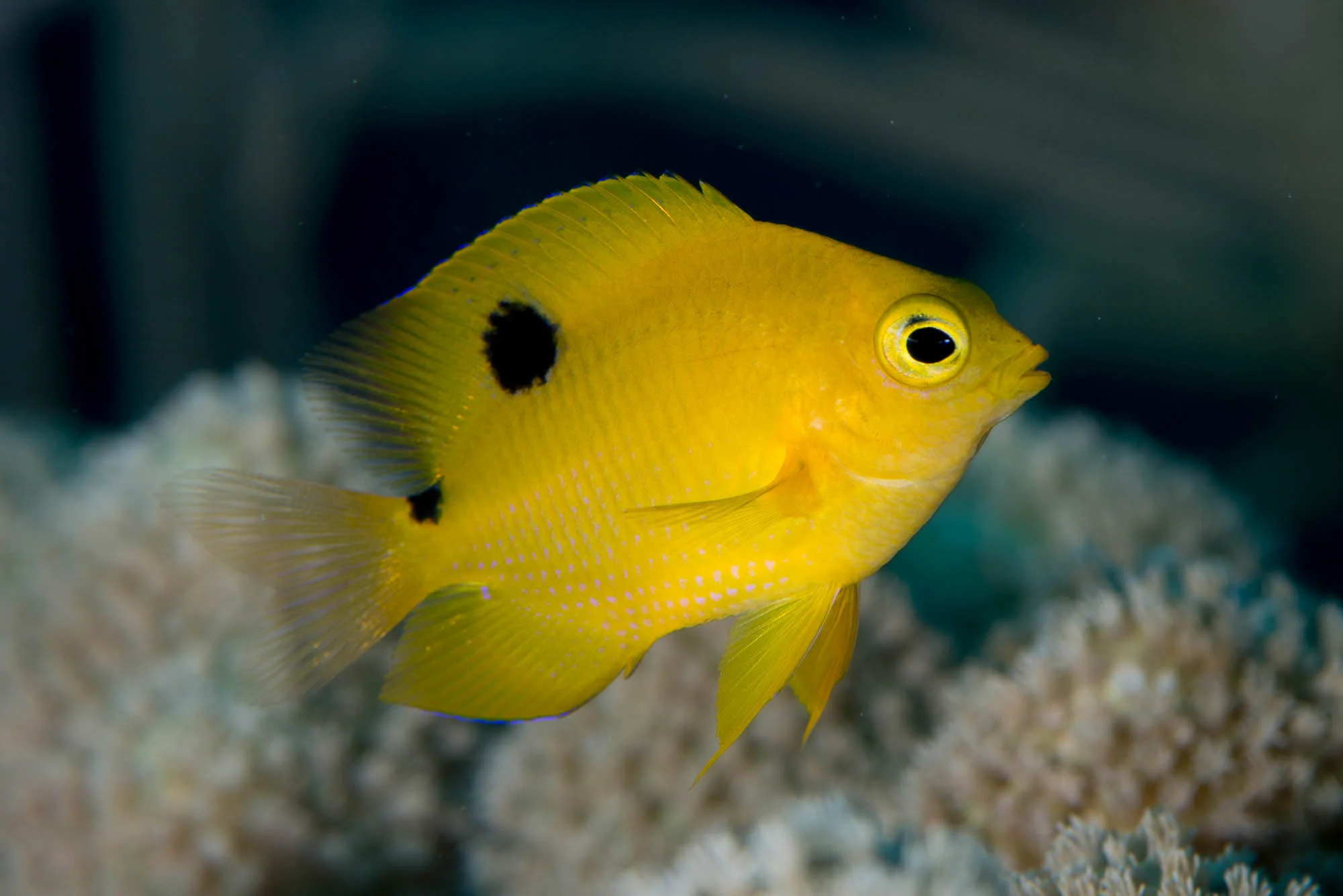 Threespot Damselfish (juvenile) Jardines De La Reina credit: DAVID GROSS / CORAL REEF IMAGE BANK