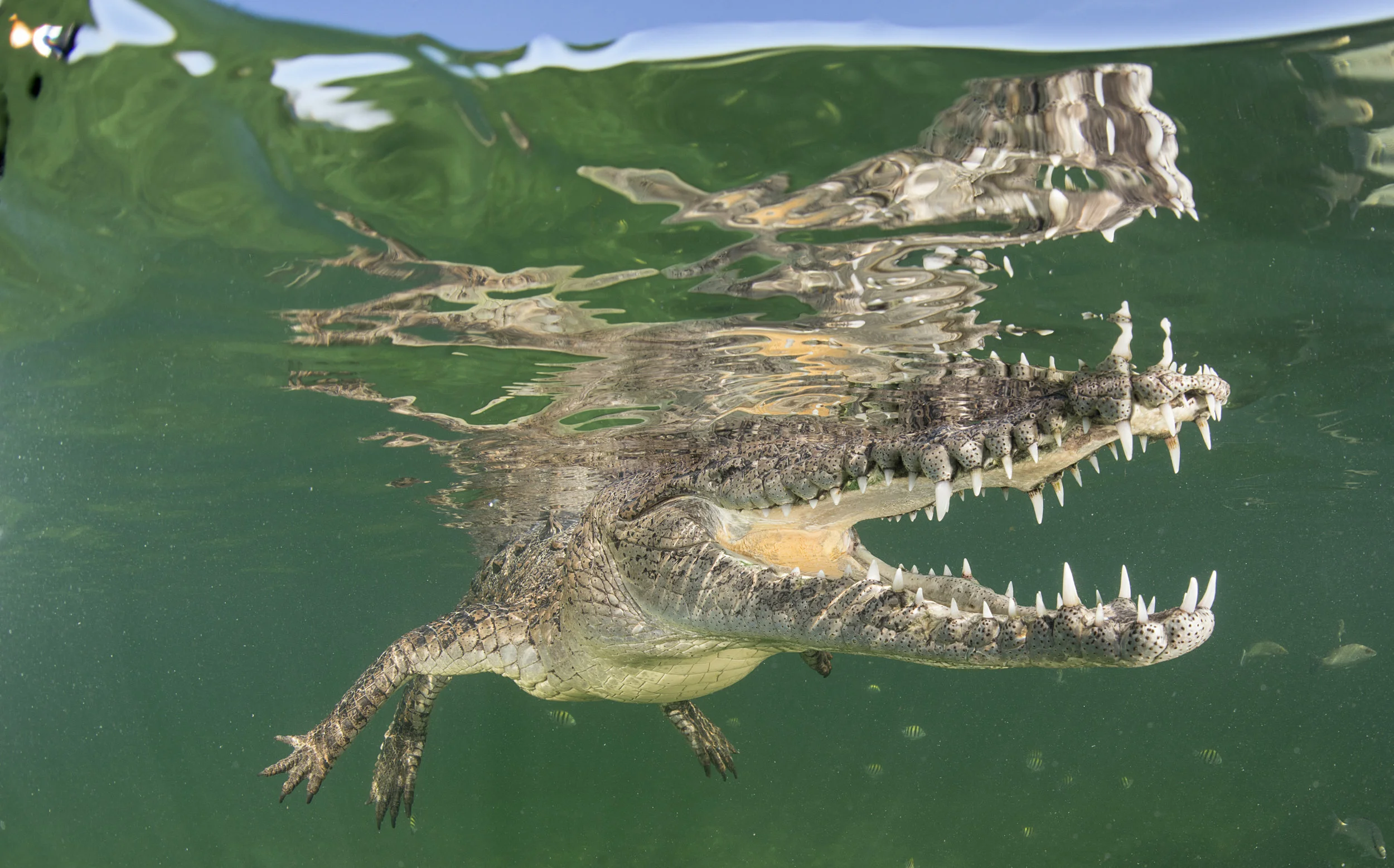 Cuban crocodile, zapata swamp credit: Jayne Jenkins / CORAL REEF IMAGE BANK