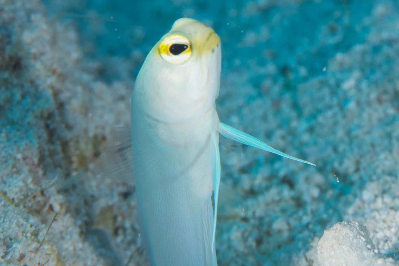 jawfish, Jardines De La Reina credit: DAVID GROSS / CORAL REEF IMAGE BANK
