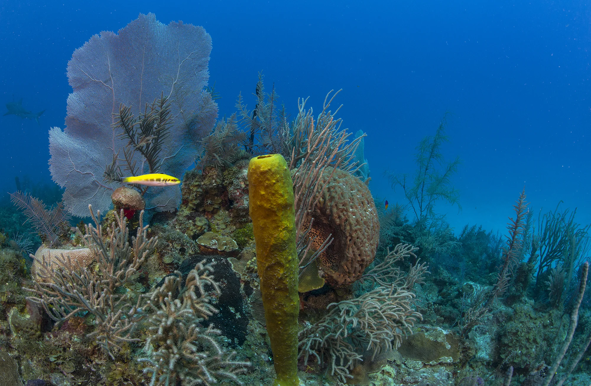 Jardines De La Reina credit: Jayne Jenkins / CORAL REEF IMAGE BANK