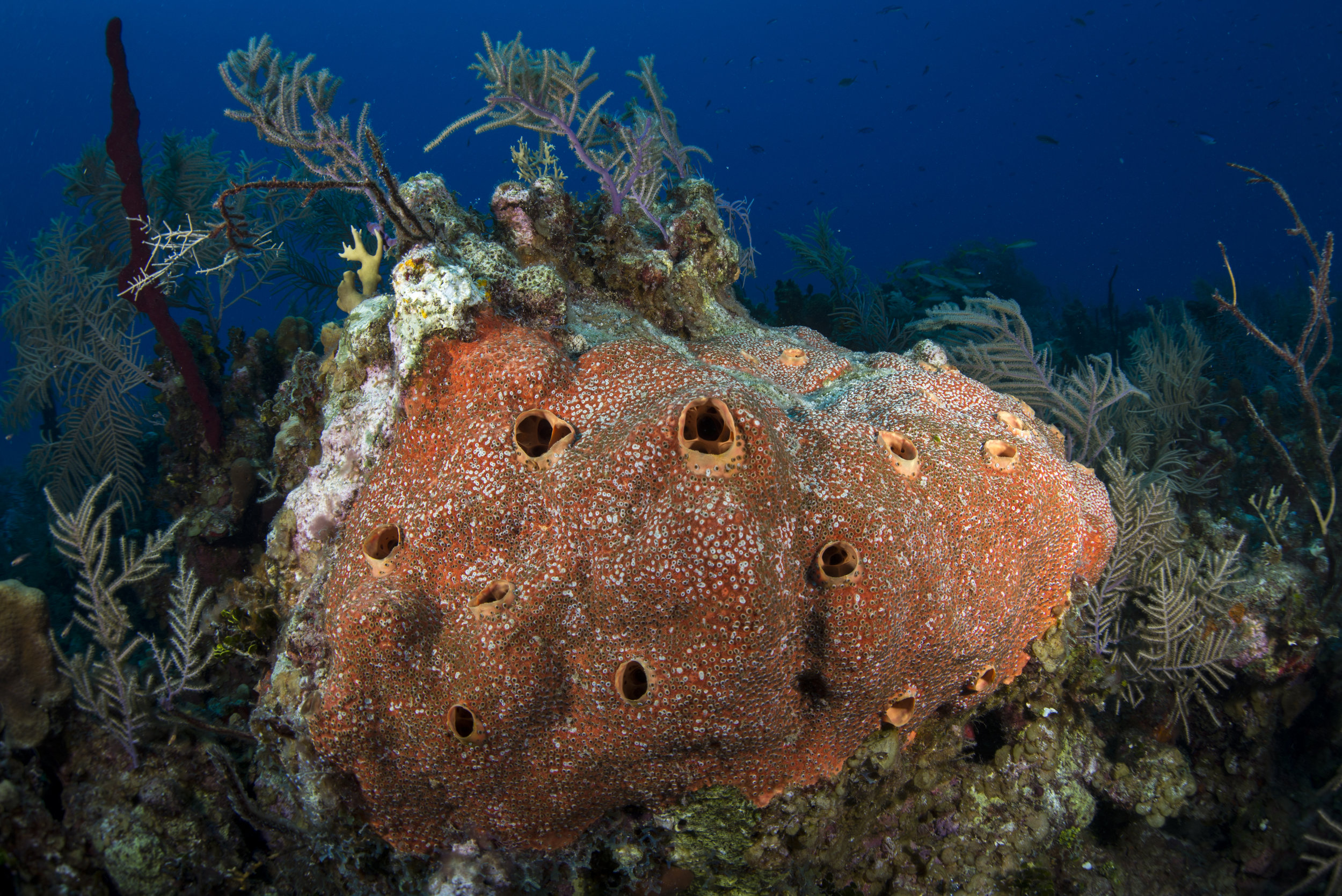 sponge, grand cayman CREDIT: Ellen Cuylaerts / coral reef image bank
