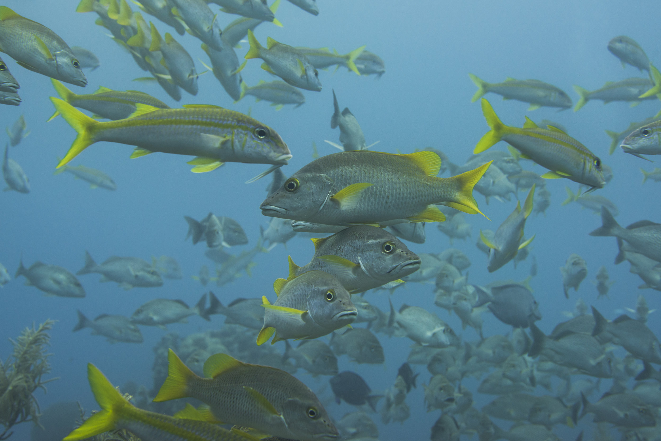 schoolmasters in grand cayman CREDIT: Ellen Cuylaerts / coral reef image bank