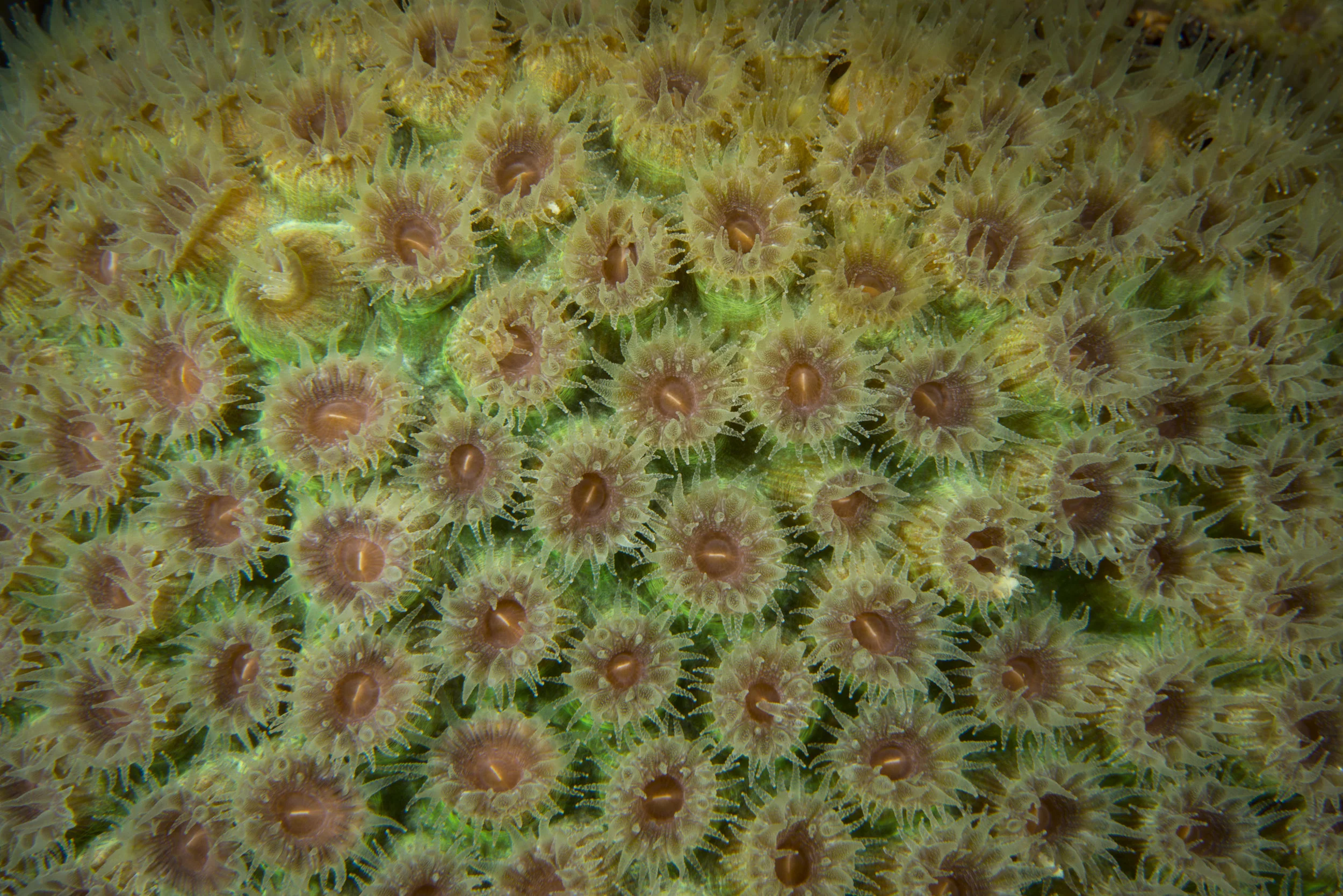 coral polyps in grand cayman CREDIT: Ellen Cuylaerts / coral reef image bank