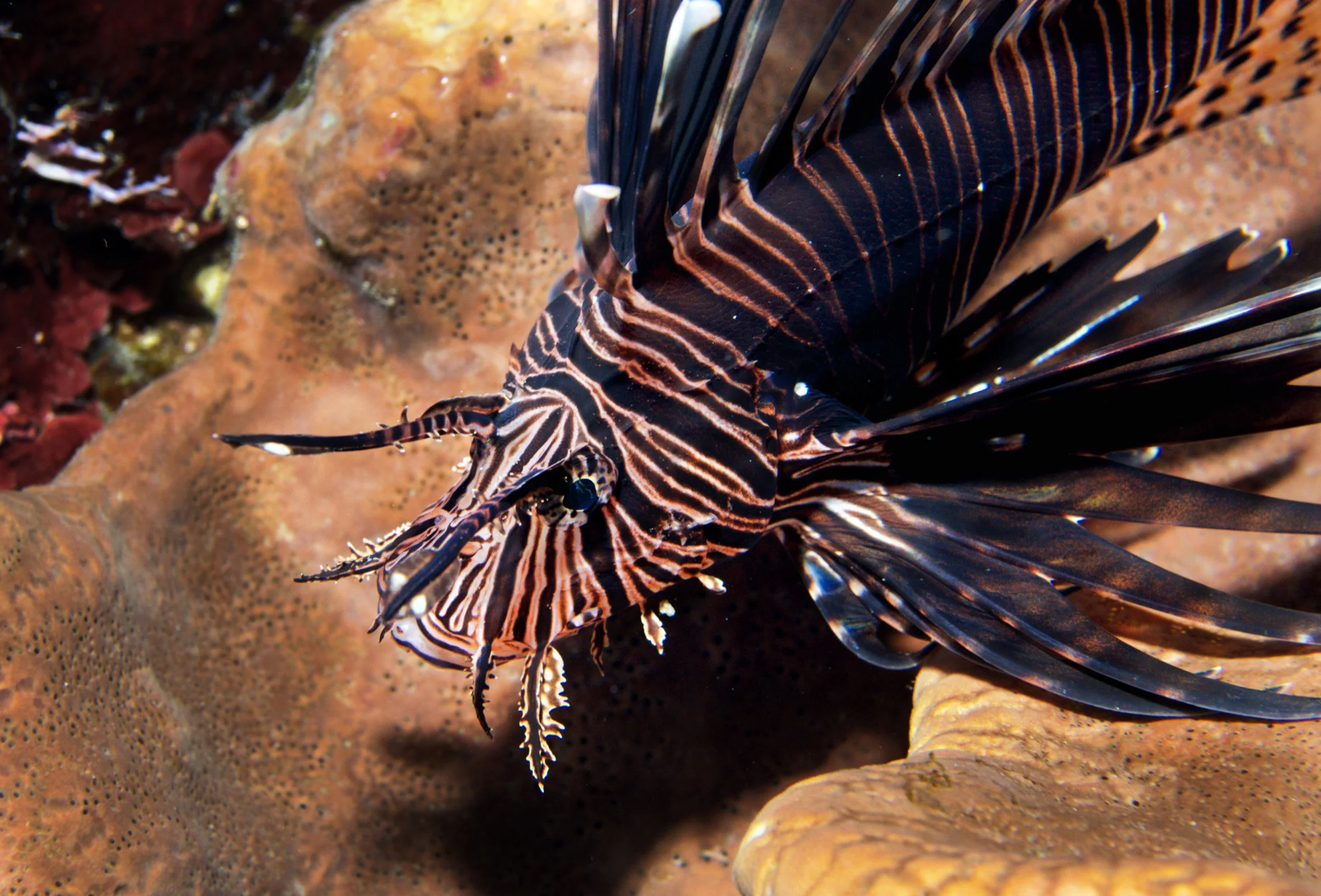 lionfish in grand cayman CREDIT: Ellen Cuylaerts / coral reef image bank