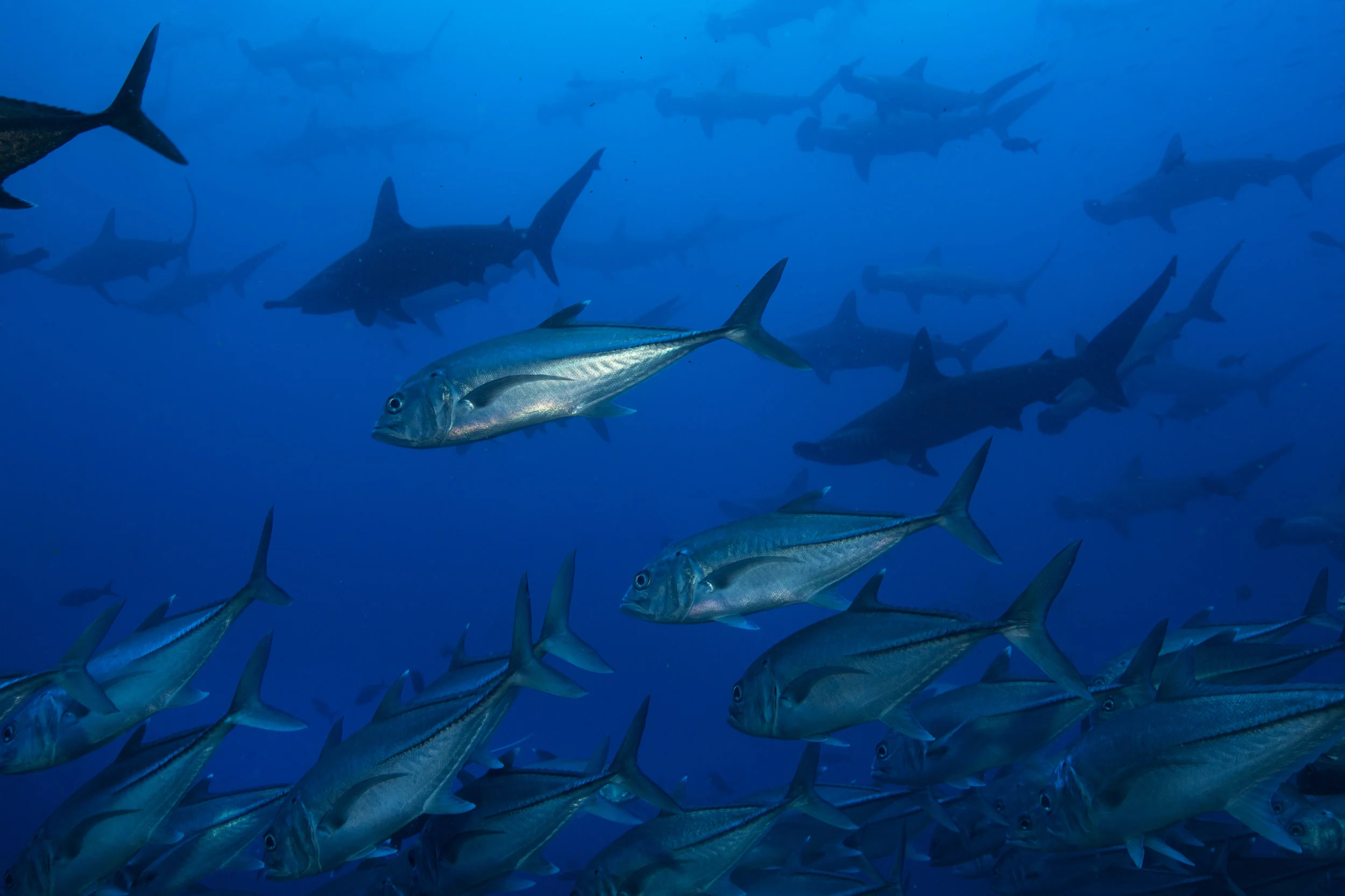 cocos islands, costa rica CREDIT: RICK MISKIV / coral reef image bank