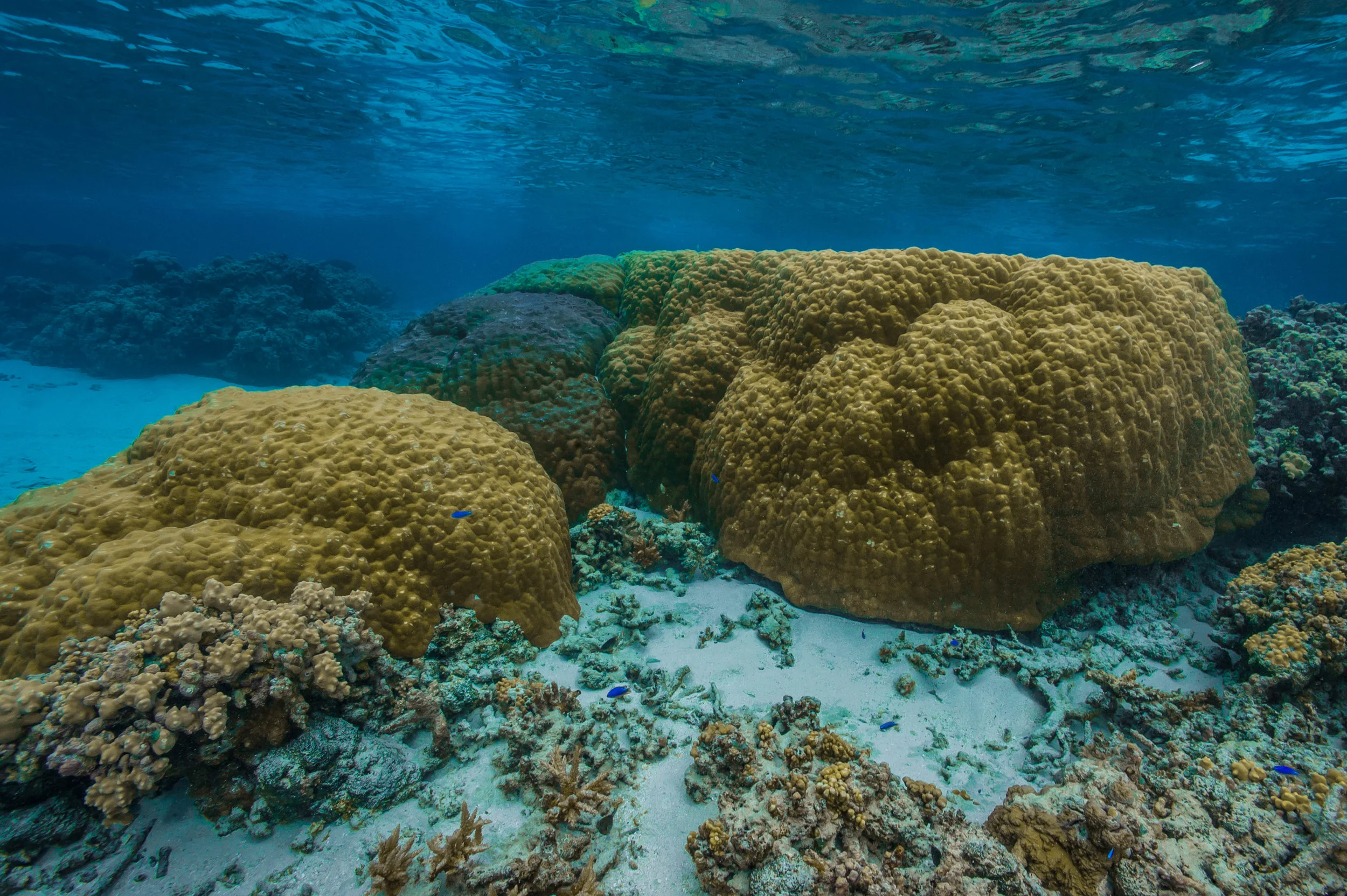 American samoa credit: shaun wolfe / CORAL REEF IMAGE BANK