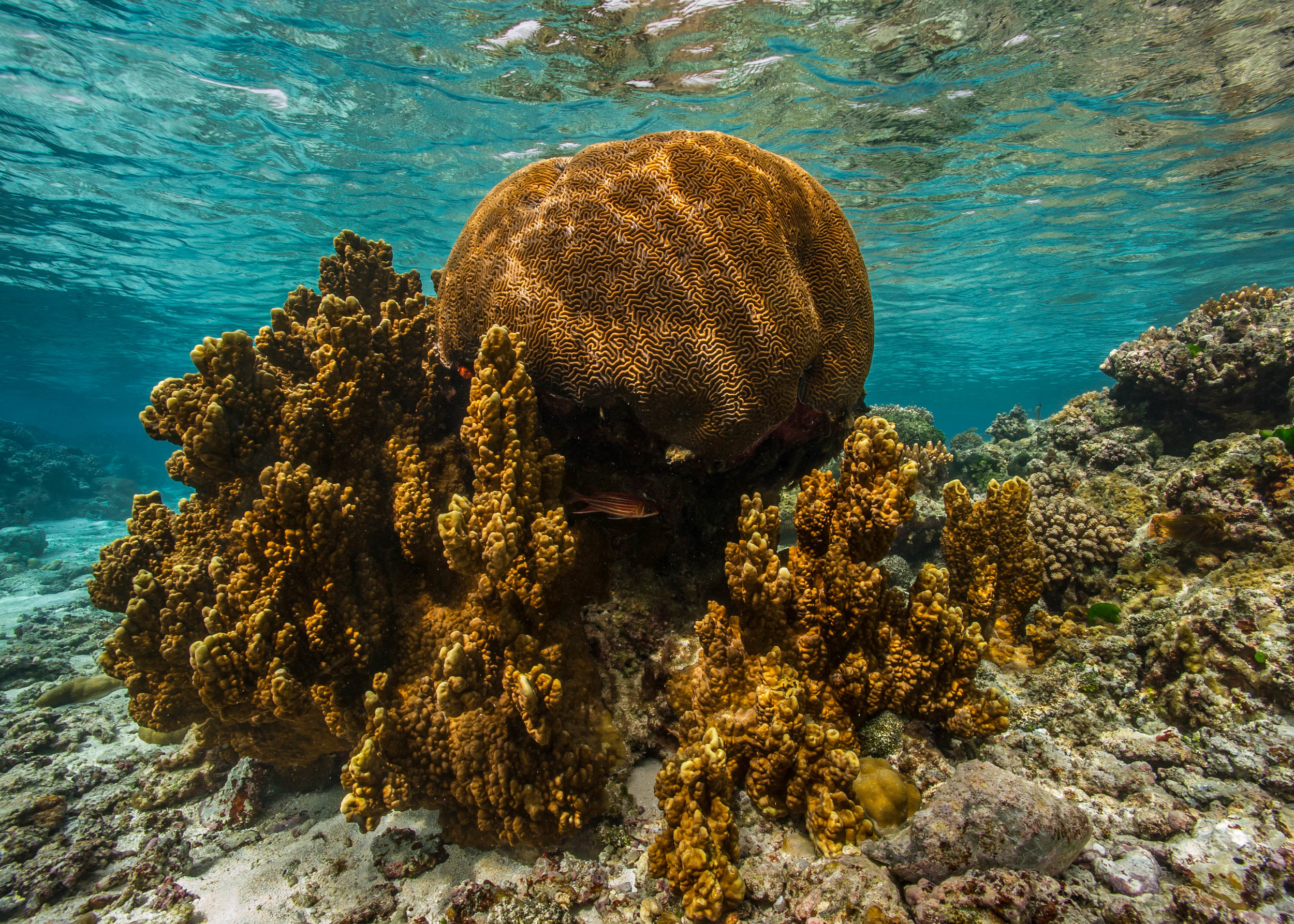 American samoa credit: shaun wolfe / CORAL REEF IMAGE BANK