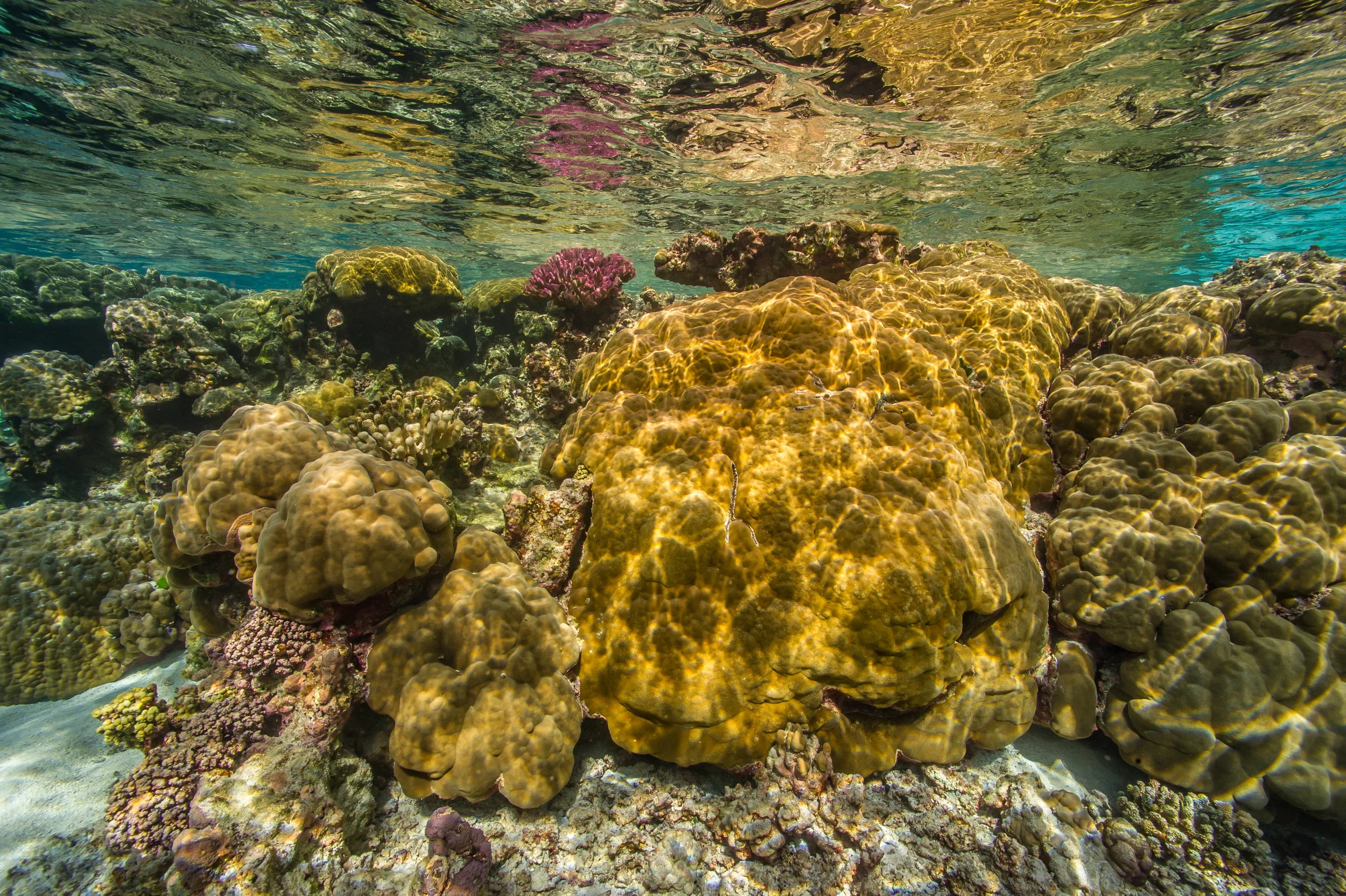 American samoa credit: shaun wolfe / CORAL REEF IMAGE BANK
