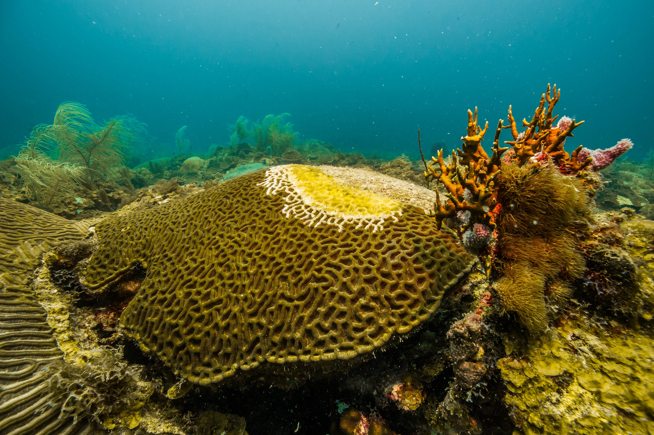 Dry Tortugas NAtional park credit: Shaun Wolfe / coral reef image bank