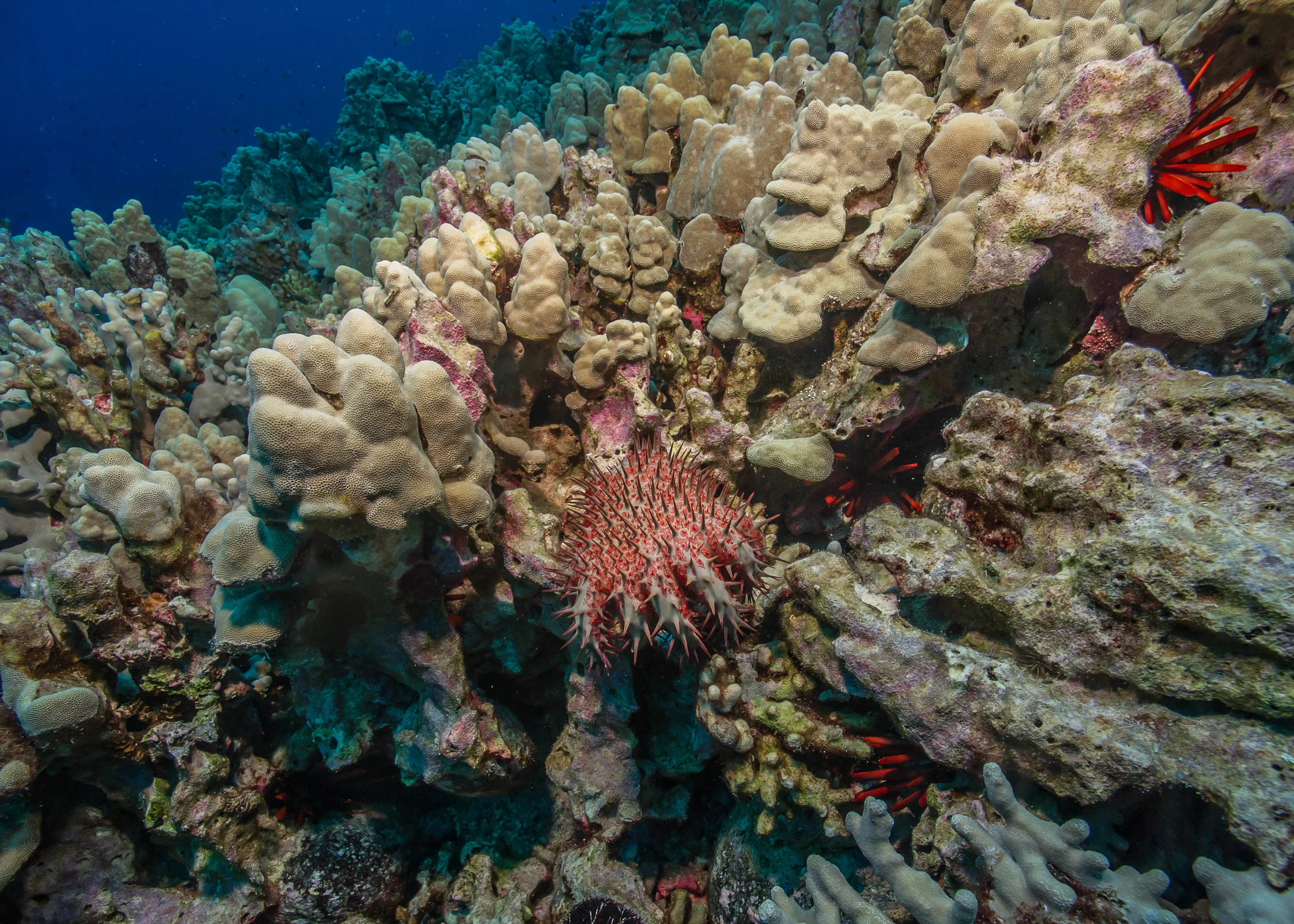 Kaloko-Honokohai national park credit: shaun wolfe / CORAL REEF IMAGE BANK