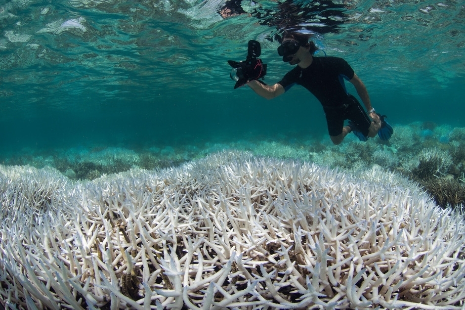 NEW CALEDONIA, AUSTRALIA, mar 2016 credit: the ocean agency / xl catlin seaview survey