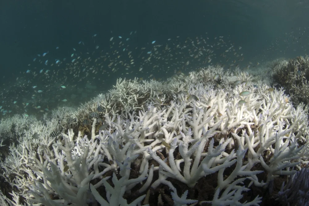 NEW caledonia, mar 2016 credit: the ocean agency / xl catlin seaview survey