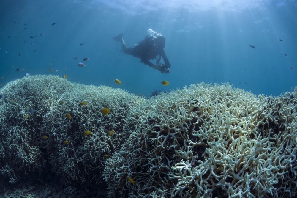 great barrier reef, feb 2017 credit: the ocean agency / coral reef image bank