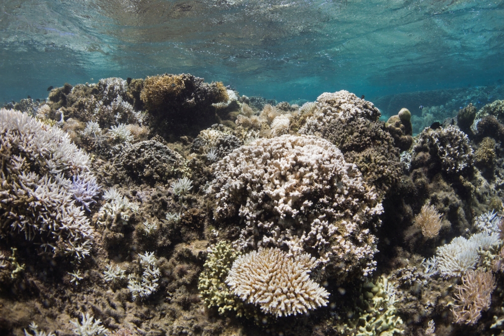 FIJI credit: the ocean agency / xl catlin seaview survey