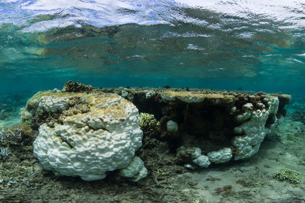 FIJI credit: the ocean agency / xl catlin seaview survey