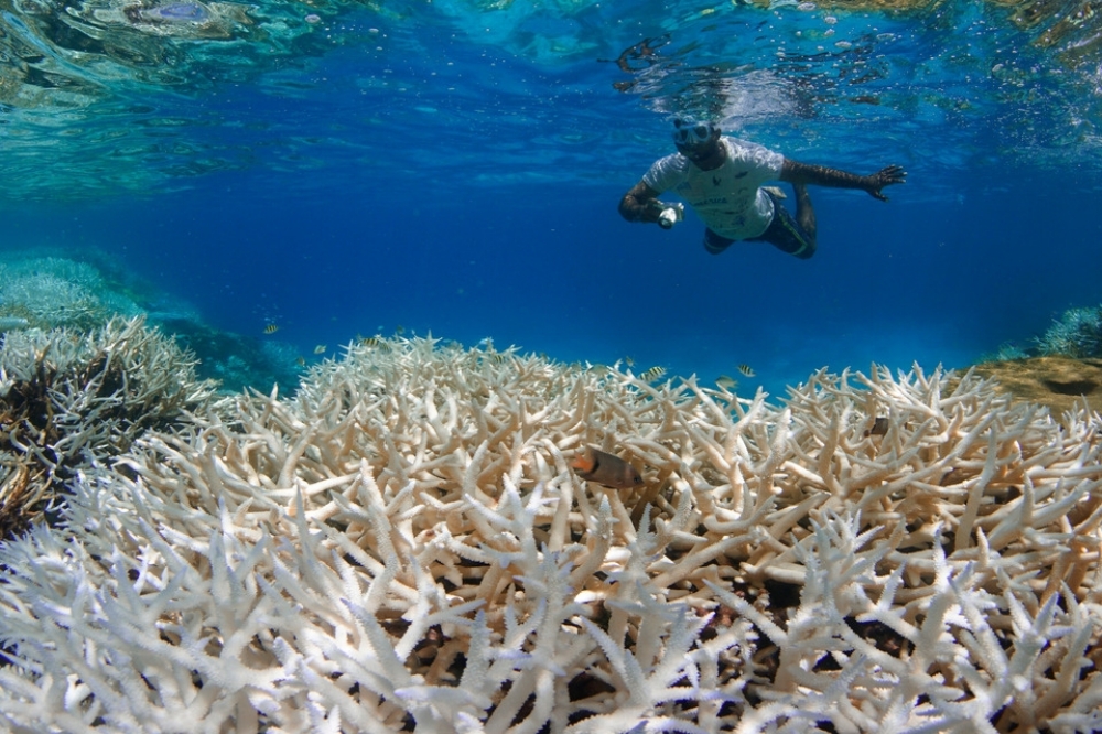 the maldives, may 2016 credit: the ocean agency / xl catlin seaview survey