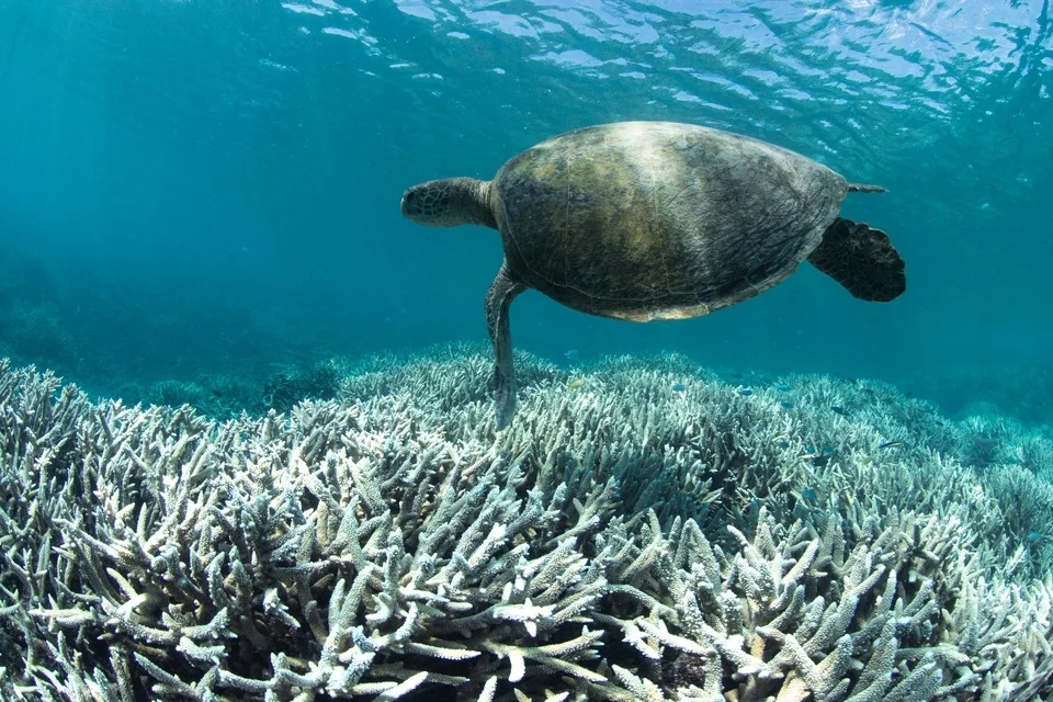 heron island, australia, feb 2016 credit: the ocean agency / xl catlin seaview survey