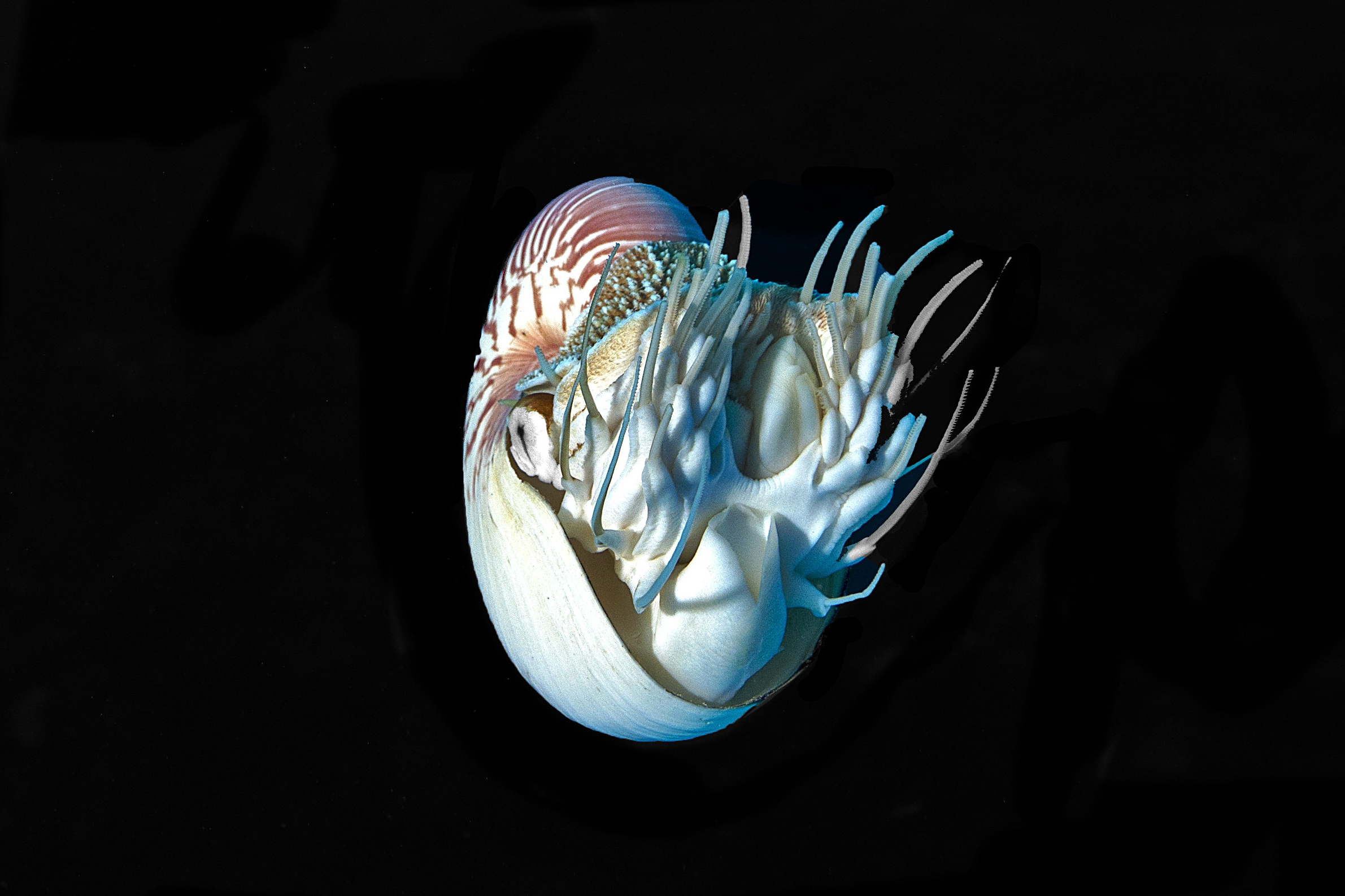 nautilus CREDIT: JAYNE JENKINS / coral reef image bank