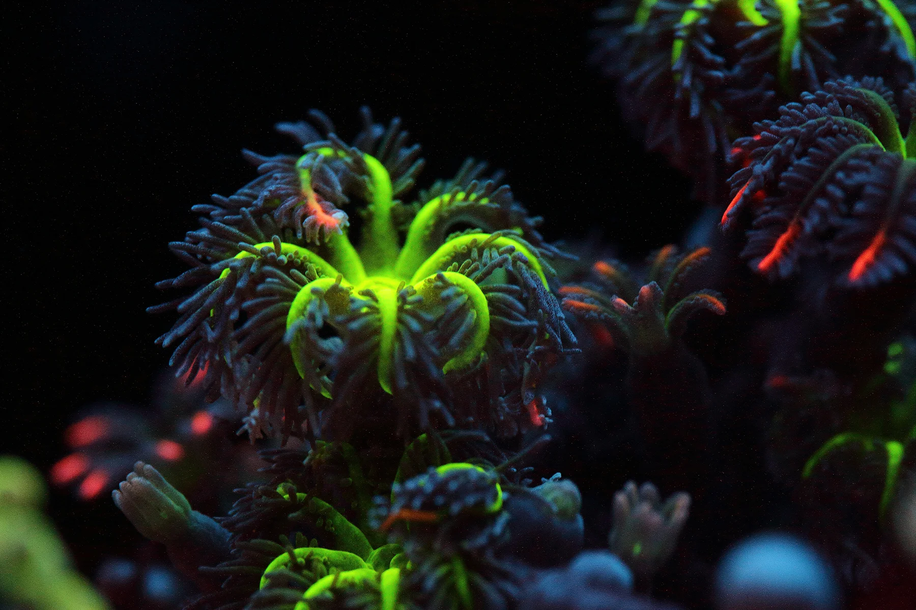 CORAL UNDER UV LIGHT CREDIT: RAMONA OSCHE / coral reef image bank