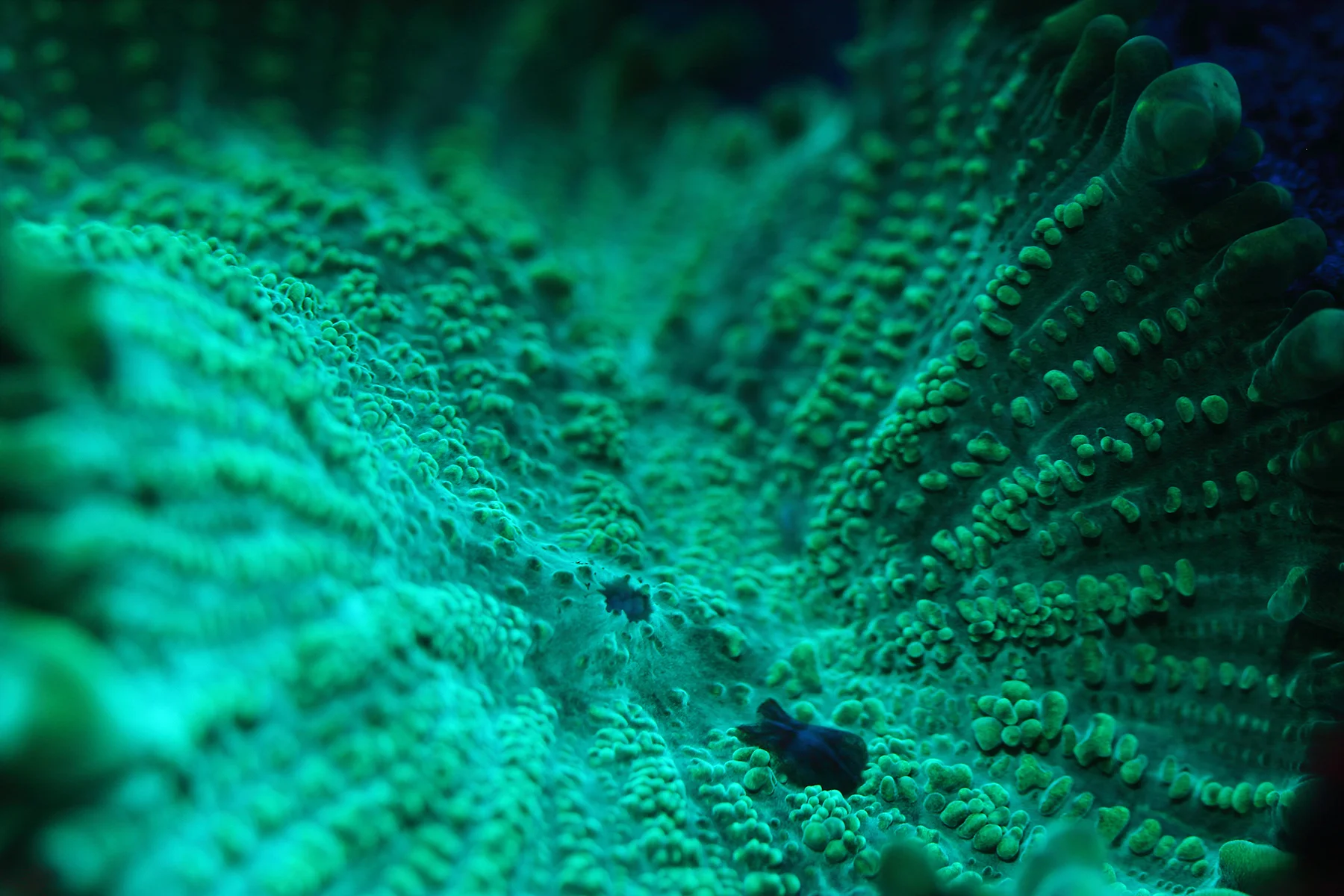 CORAL UNDER UV LIGHT CREDIT: RAMONA OSCHE / coral reef image bank