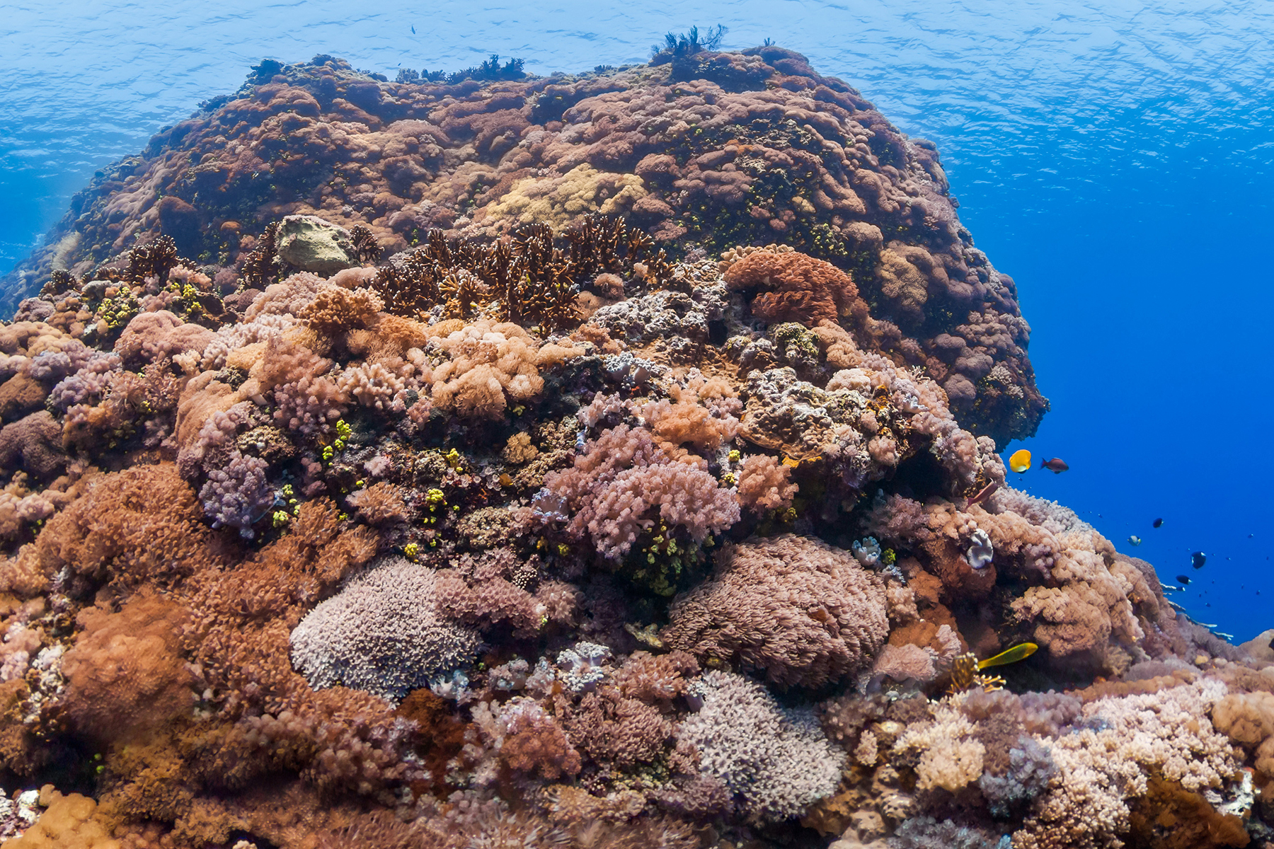 DA BAI SHA, GREEN ISLAND, TAIWAN CREDIT: THE OCEAN AGENCY / XL CATLIN SEAVIEW SURVEY