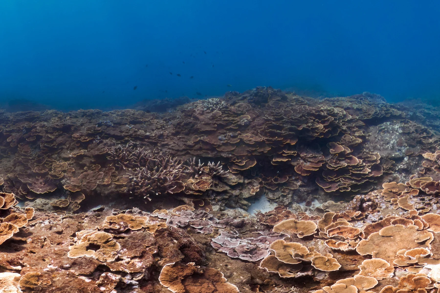 DONGI HARBOR, TAIWAN CREDIT: THE OCEAN AGENCY / XL CATLIN SEAVIEW SURVEY
