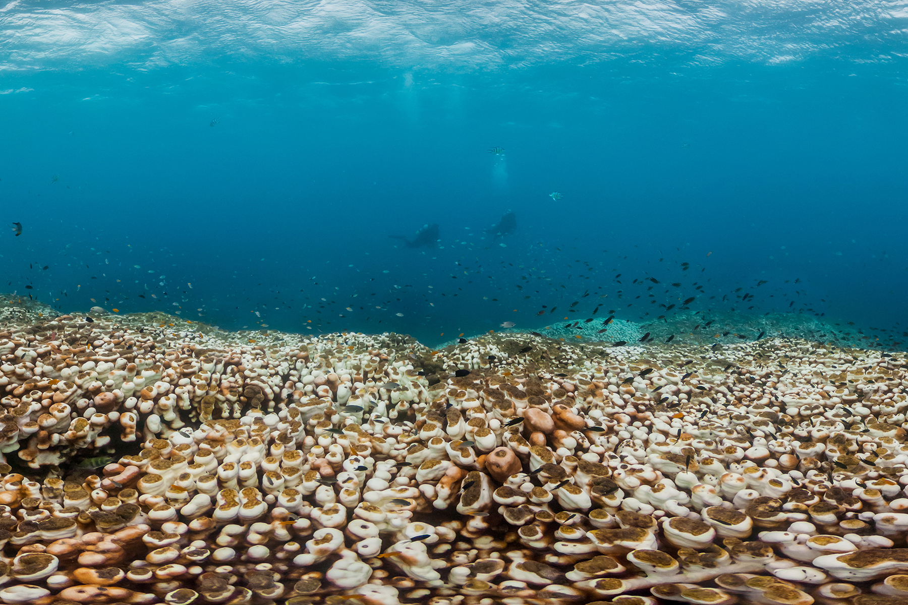 Nagura Bay, okinawa, JAPAN CREDIT: THE OCEAN AGENCY / CORAL REEF IMAGE BANK
