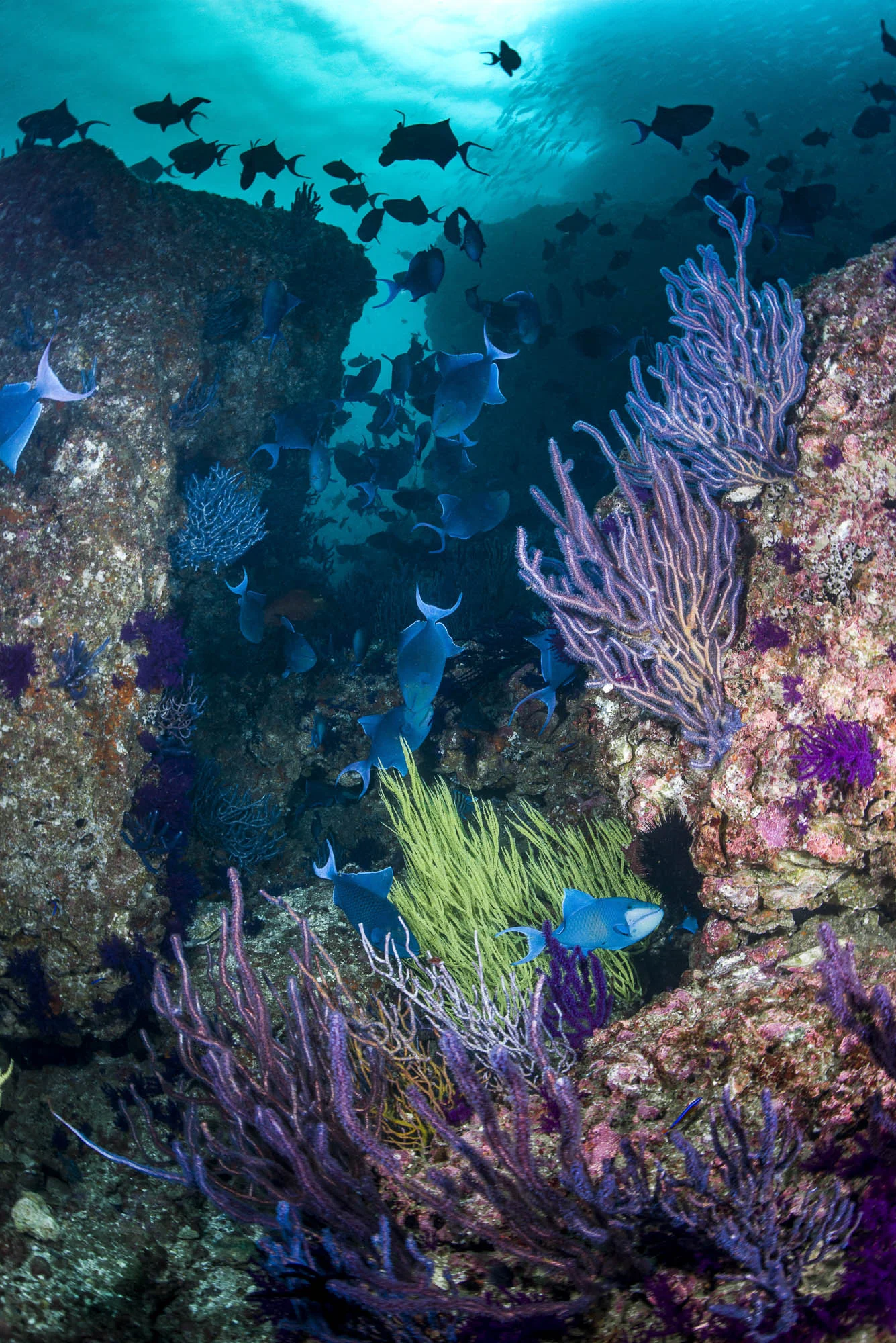 Musandam , Oman CREDIT: WARREN BAVERSTOCK / coral reef image bank