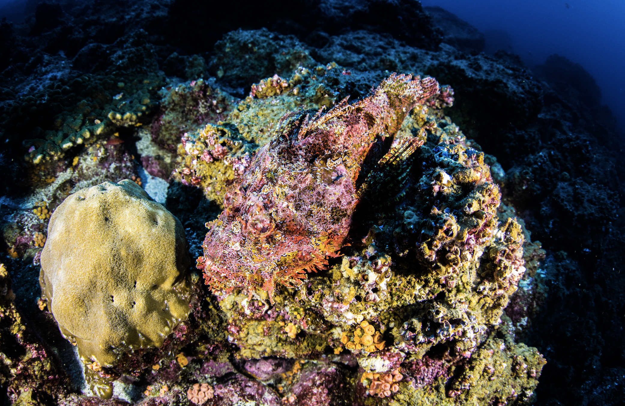 stonefish credit: kimberly jeffries / coral reef image bank