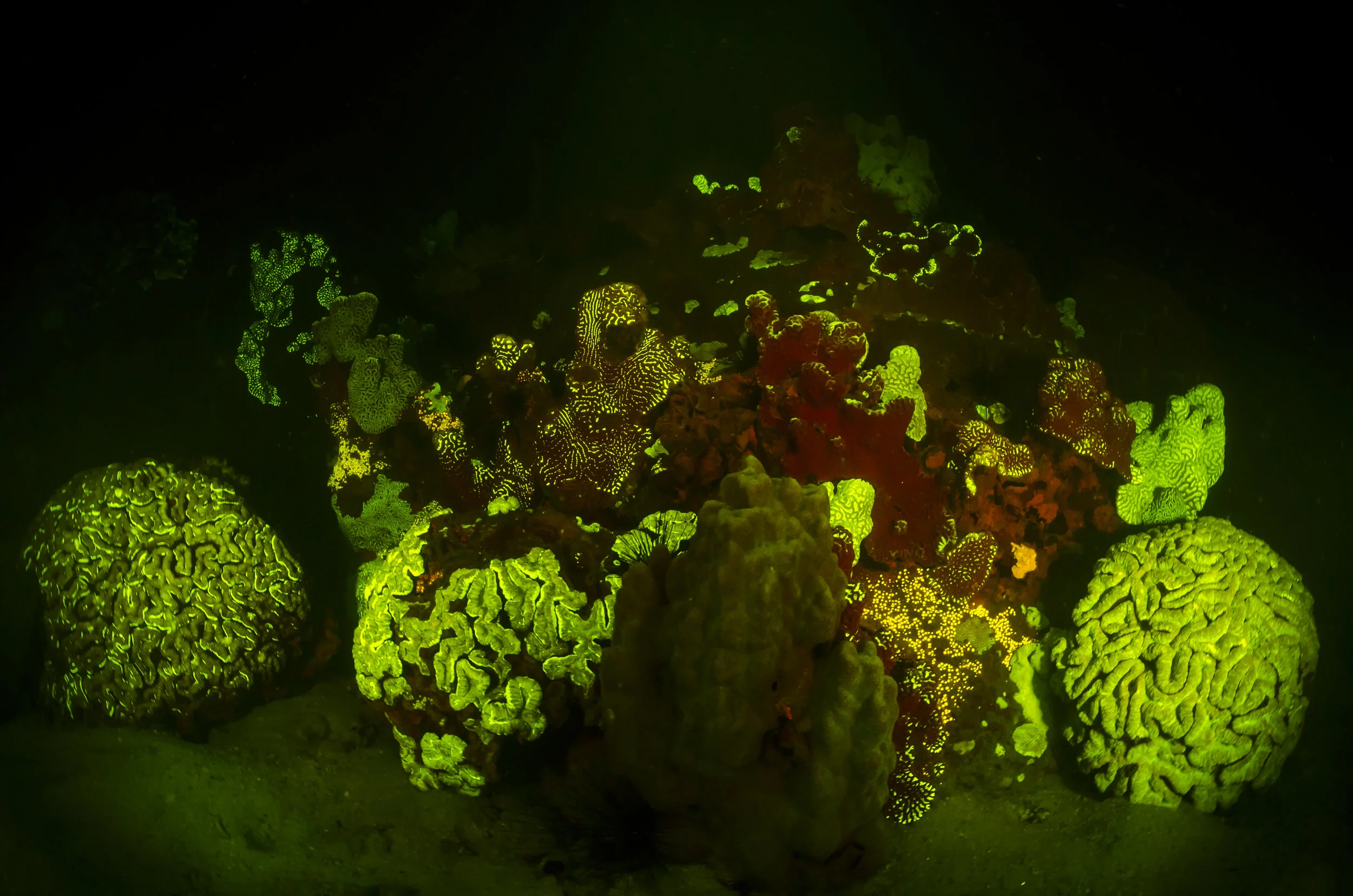 Fluorescent Reef credit: alex tyrrell/ coral reef image bank