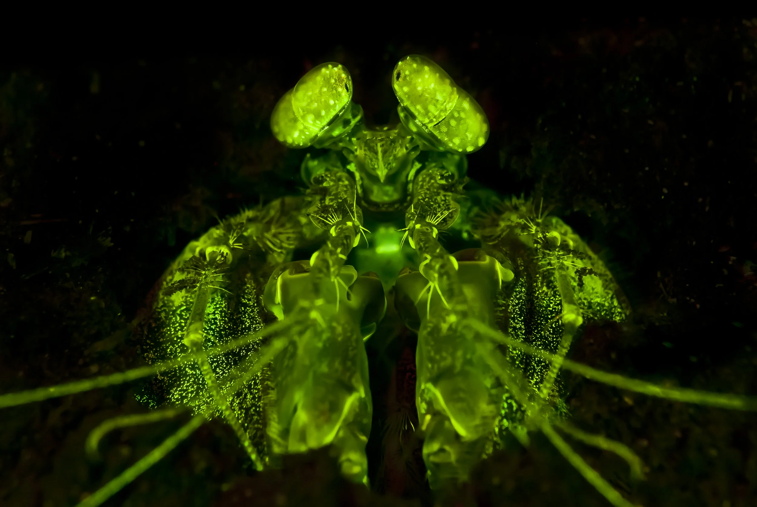 Lisa's Mantis Shrimp Fluorescence (Lysiosquillina lisa) credit: alex tyRrell/ coral reef image bank