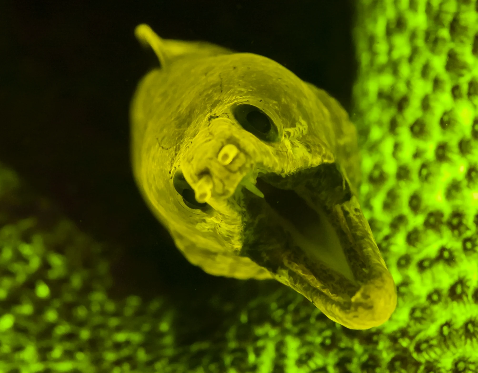 Fimbriated Moray (Gymnothorax fimbriatus) credit: alex tyrrell/ coral reef image bank
