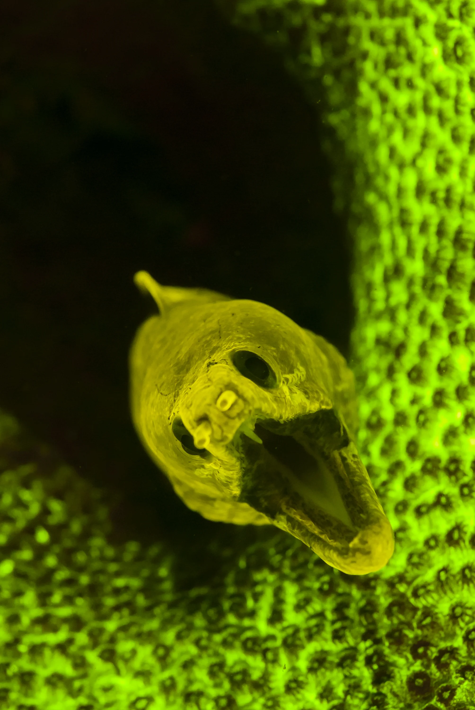 Fimbriated Moray (Gymnothorax fimbriatus) credit: alex tyrrell / coral reef image bank