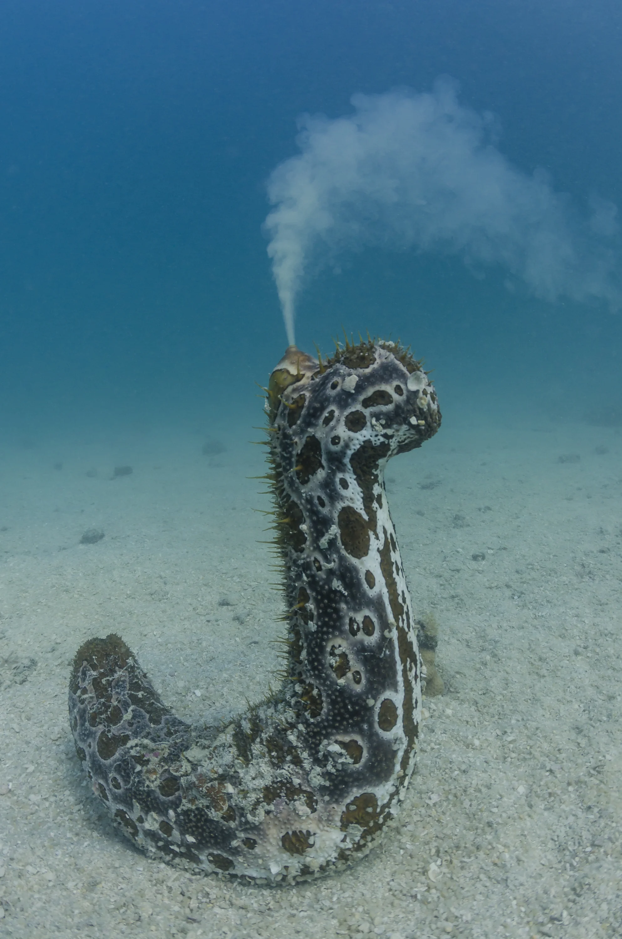 Spawning Sea Cucumber (Bohadschia sp.) credit: alex tyrrell / coral reef image bank