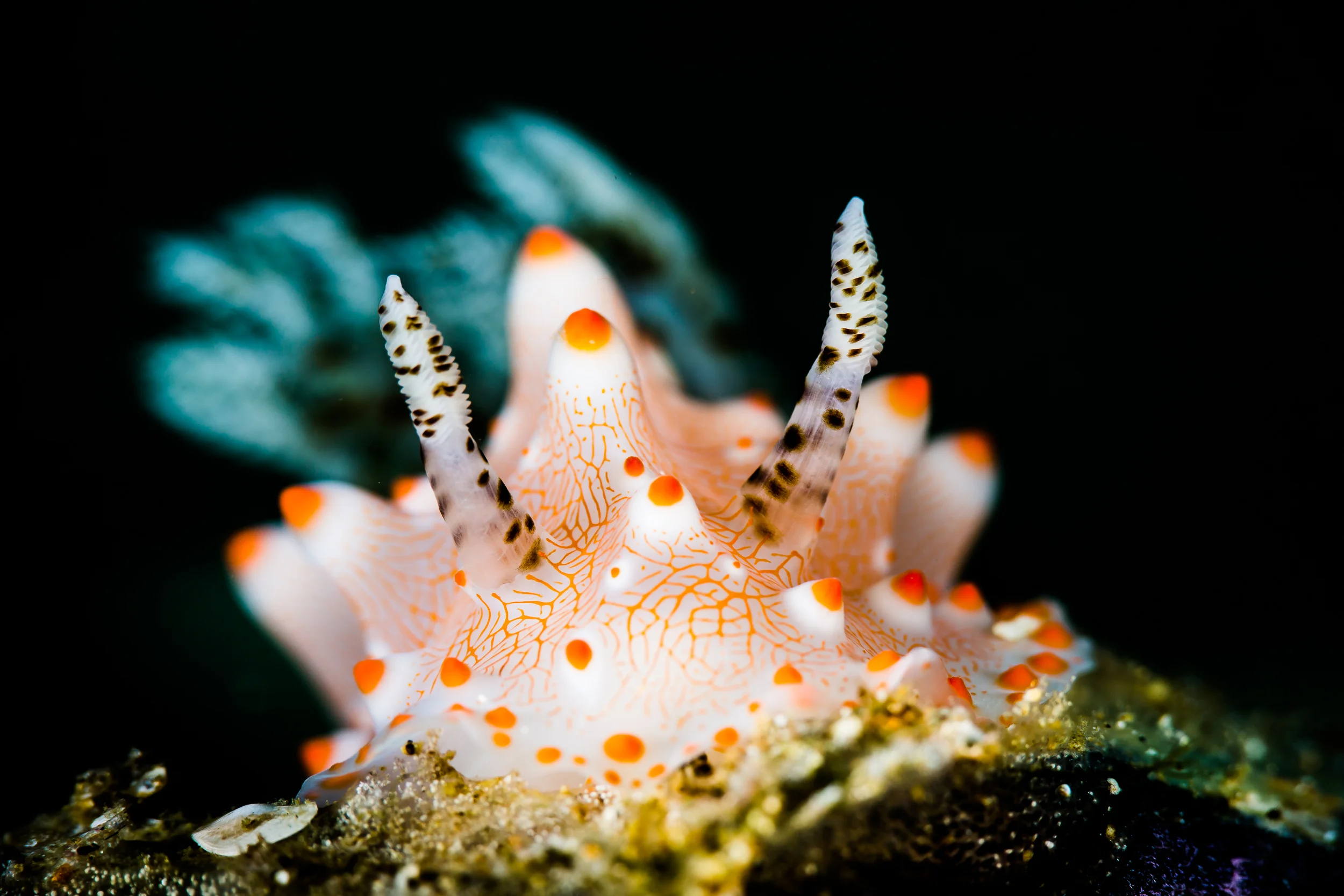 Halgerda batangas CREDIT: ERIK LUKAS / coral reef image bank