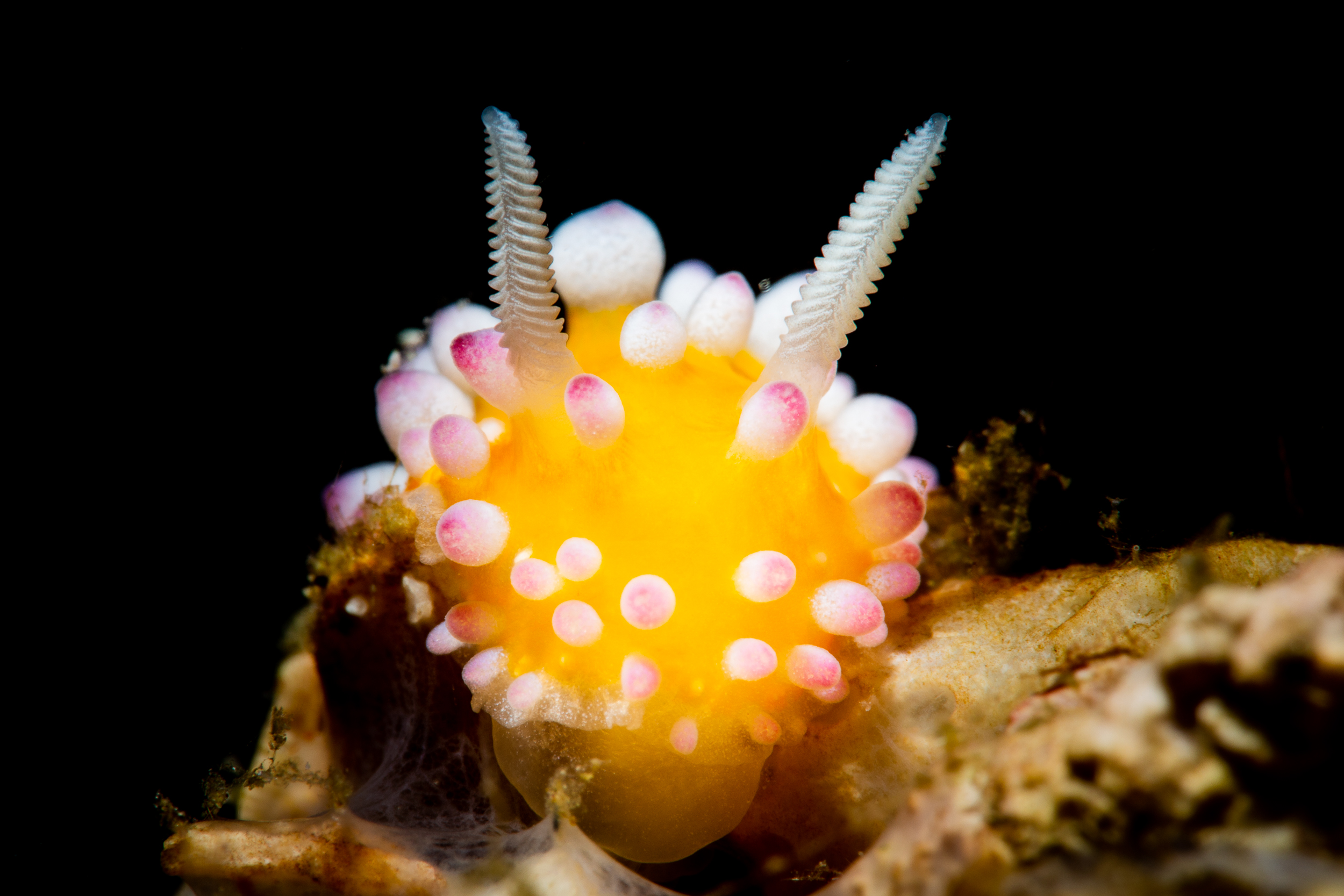 Cadlinella ornatissima CREDIT: ERIK LUKAS / coral reef image bank