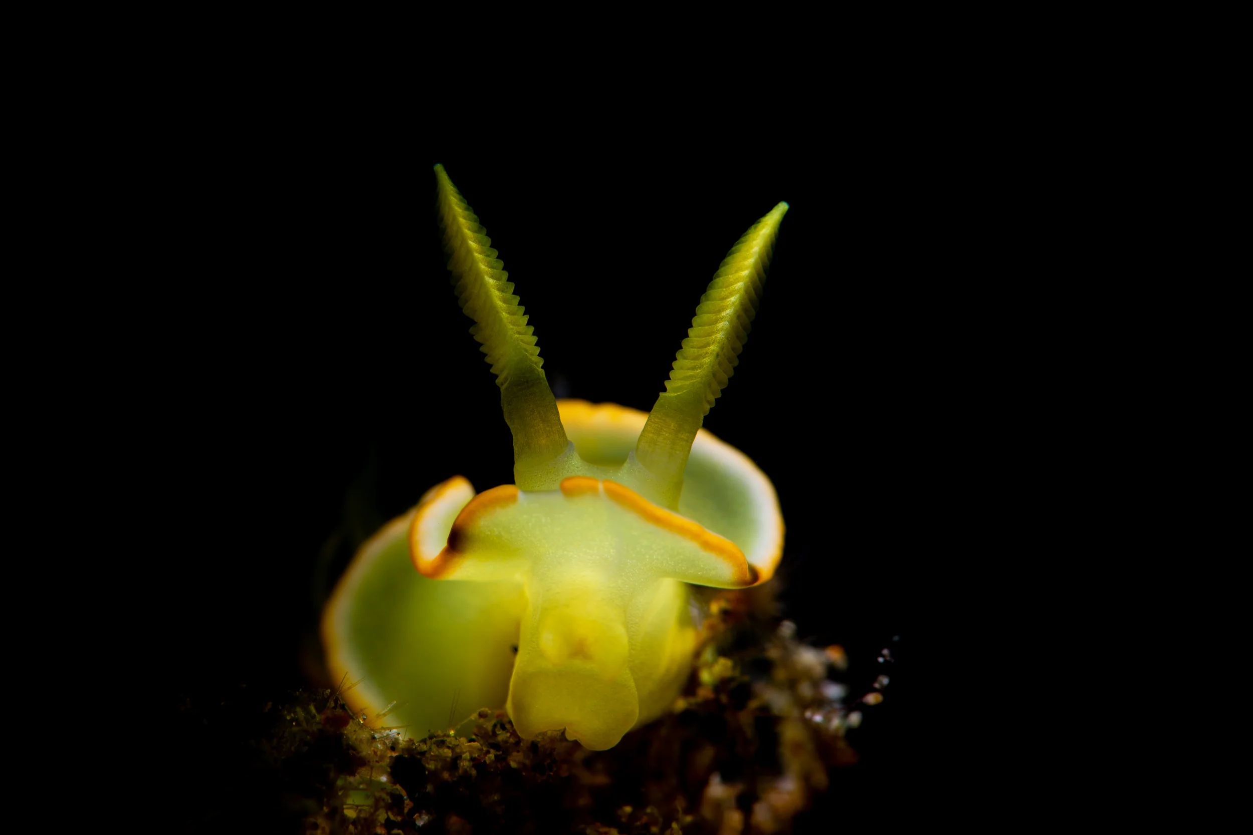 Diversidoris crocea CREDIT: ERIK LUKAS / coral reef image bank