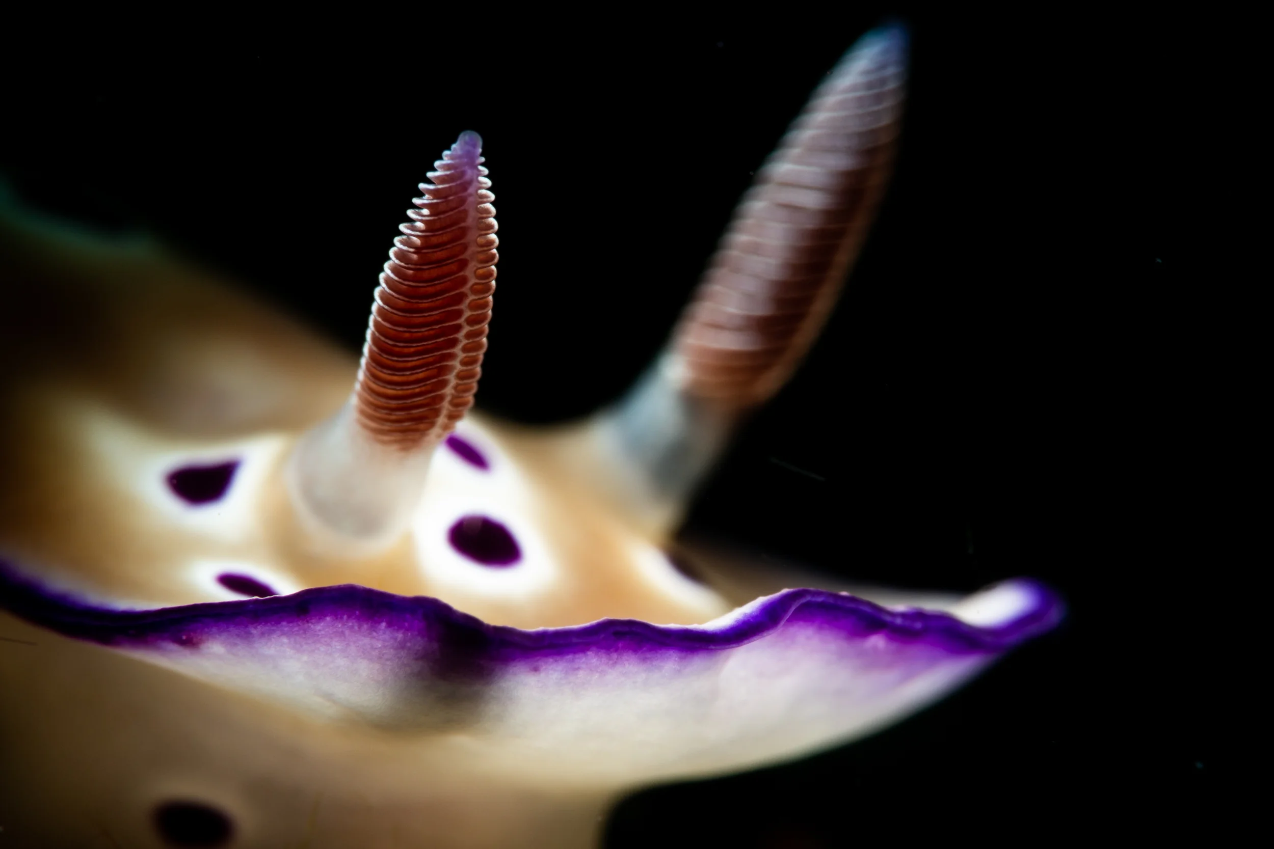 Chromodoris sp. (Anilao, Philippines) CREDIT: ERIK LUKAS / coral reef image bank