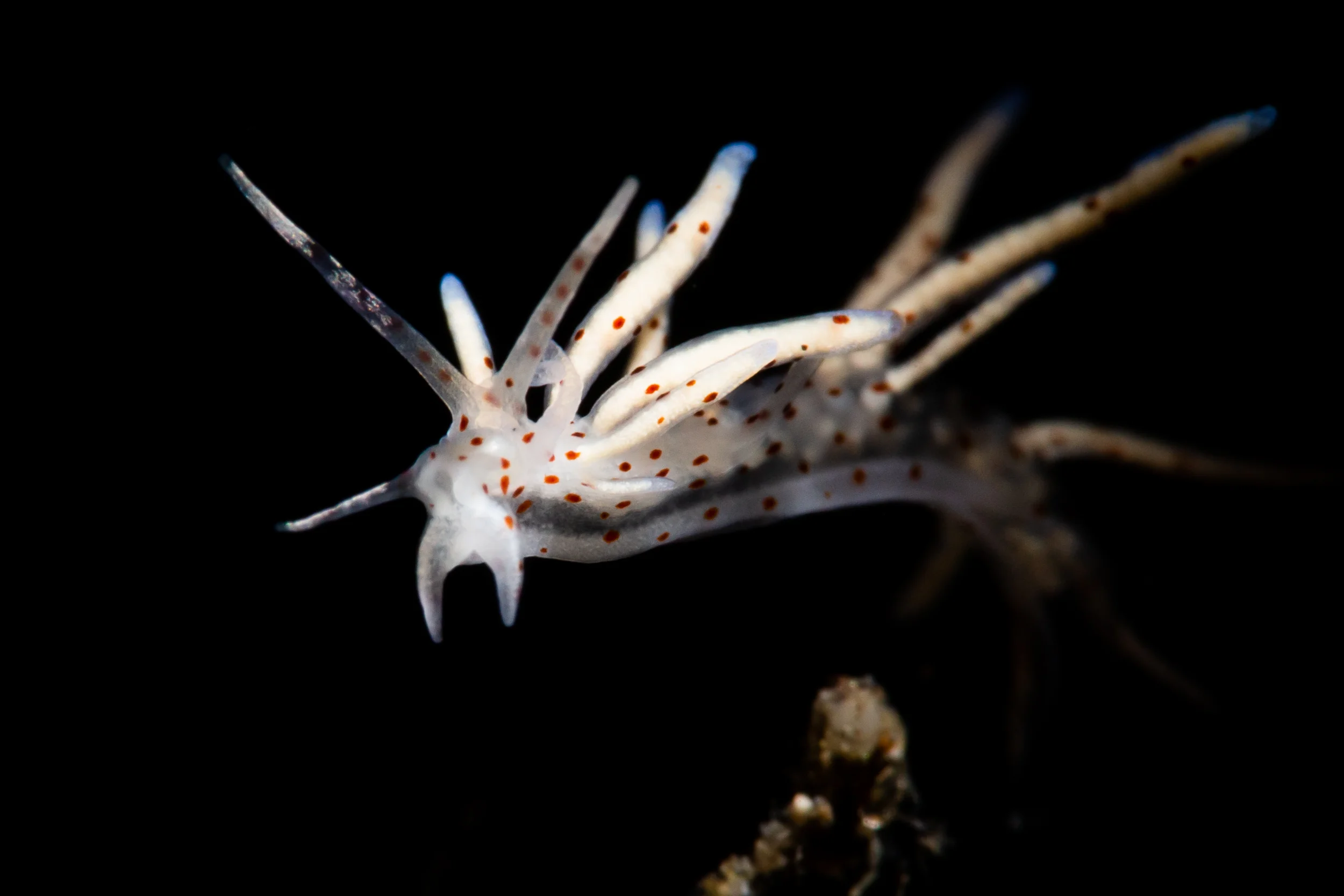 Eubranchus sp. CREDIT: ERIK LUKAS / coral reef image bank