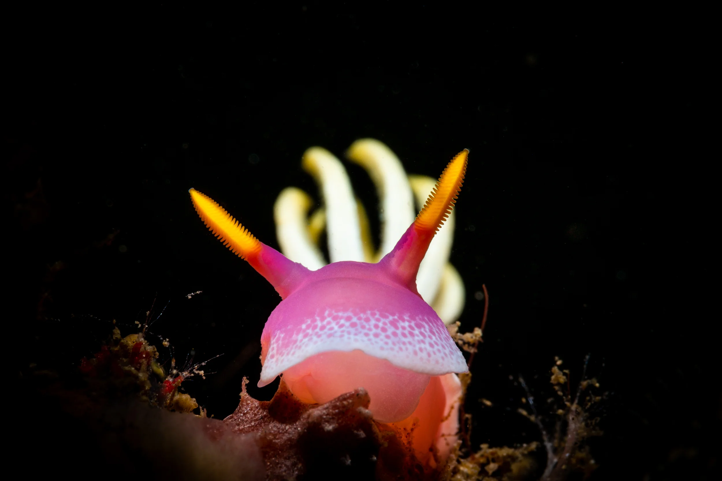 Hypselodoris apolegma CREDIT: ERIK LUKAS / coral reef image bank