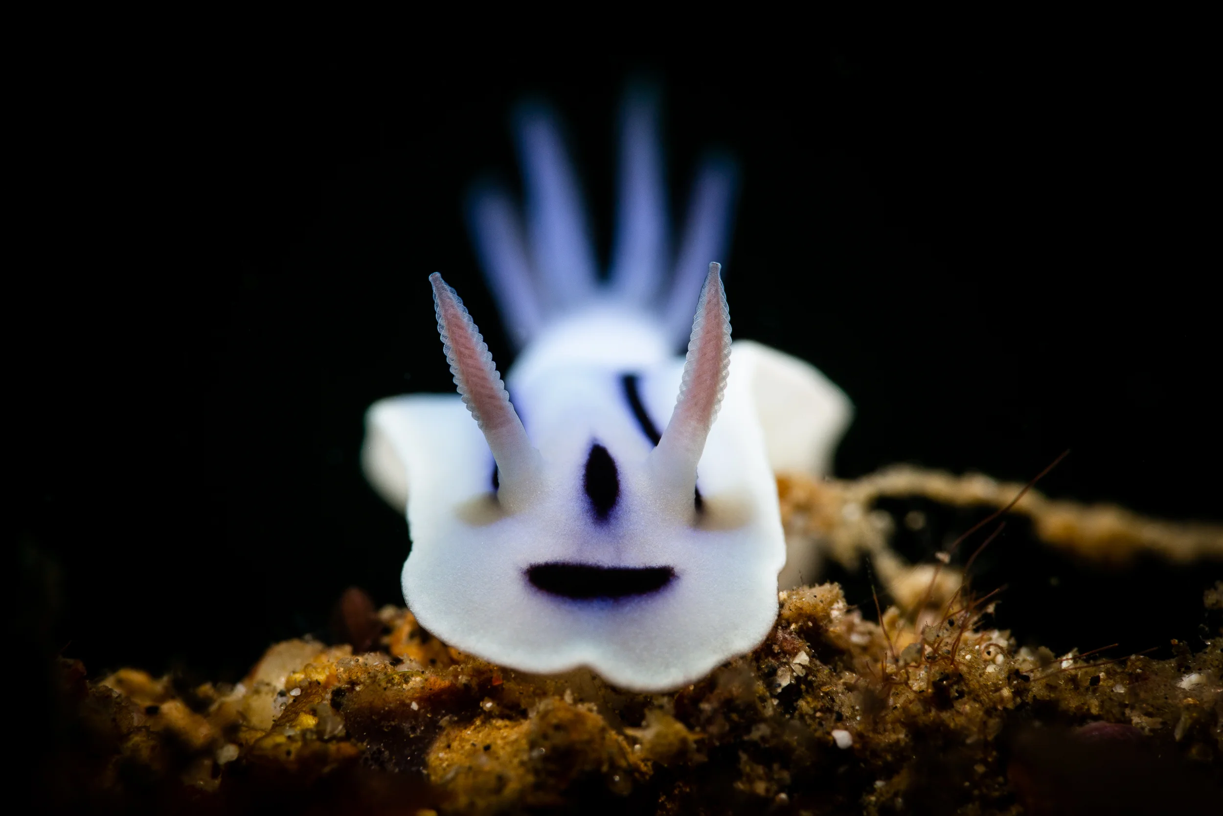 Chromodoris lochi CREDIT: ERIK LUKAS / coral reef image bank